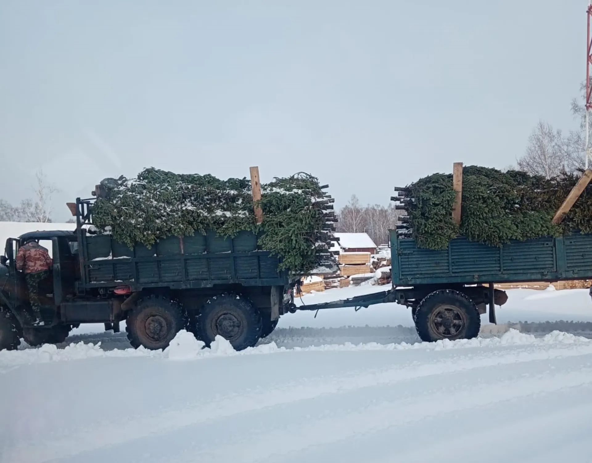 Под самый корешок. Житель Алтайского края незаконно срубил 154 пихты Под самый корешок. Житель Алтайского края незаконно срубил 154 пихты