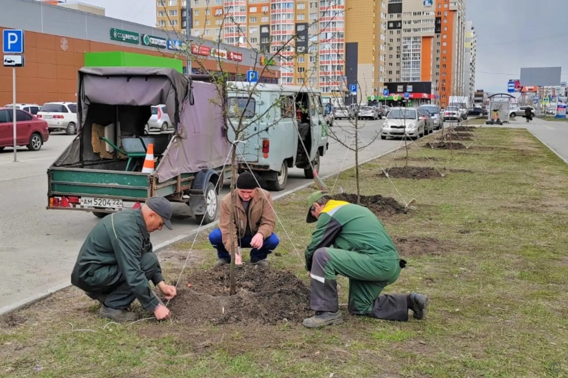 В Барнауле приступили к высадке молодых деревьев В Барнауле приступили к высадке молодых деревьев