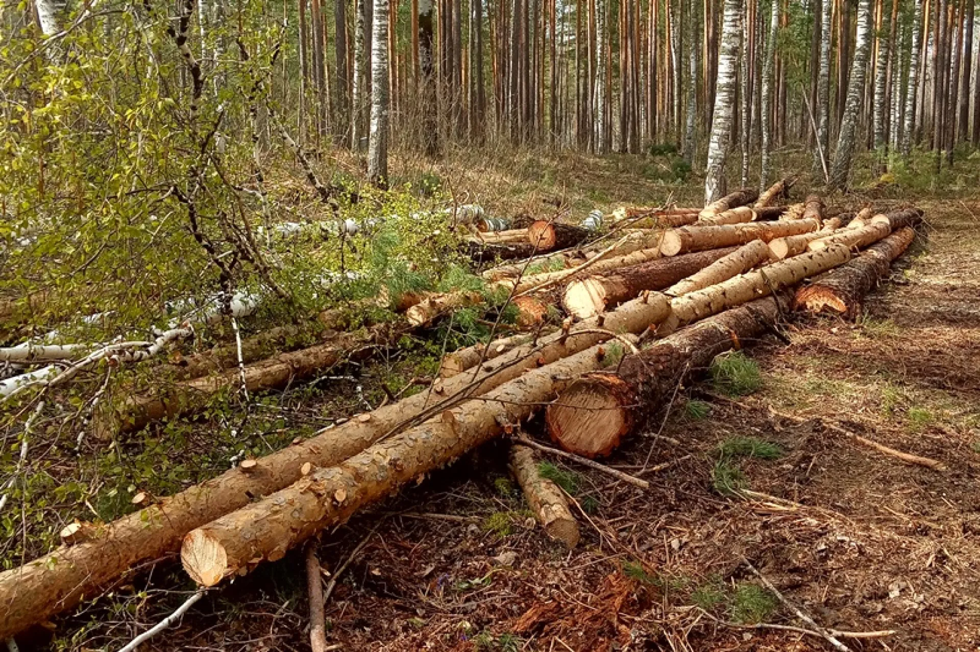 «Черных лесорубов» поймали в Троицком районе «Черных лесорубов» поймали в Троицком районе
