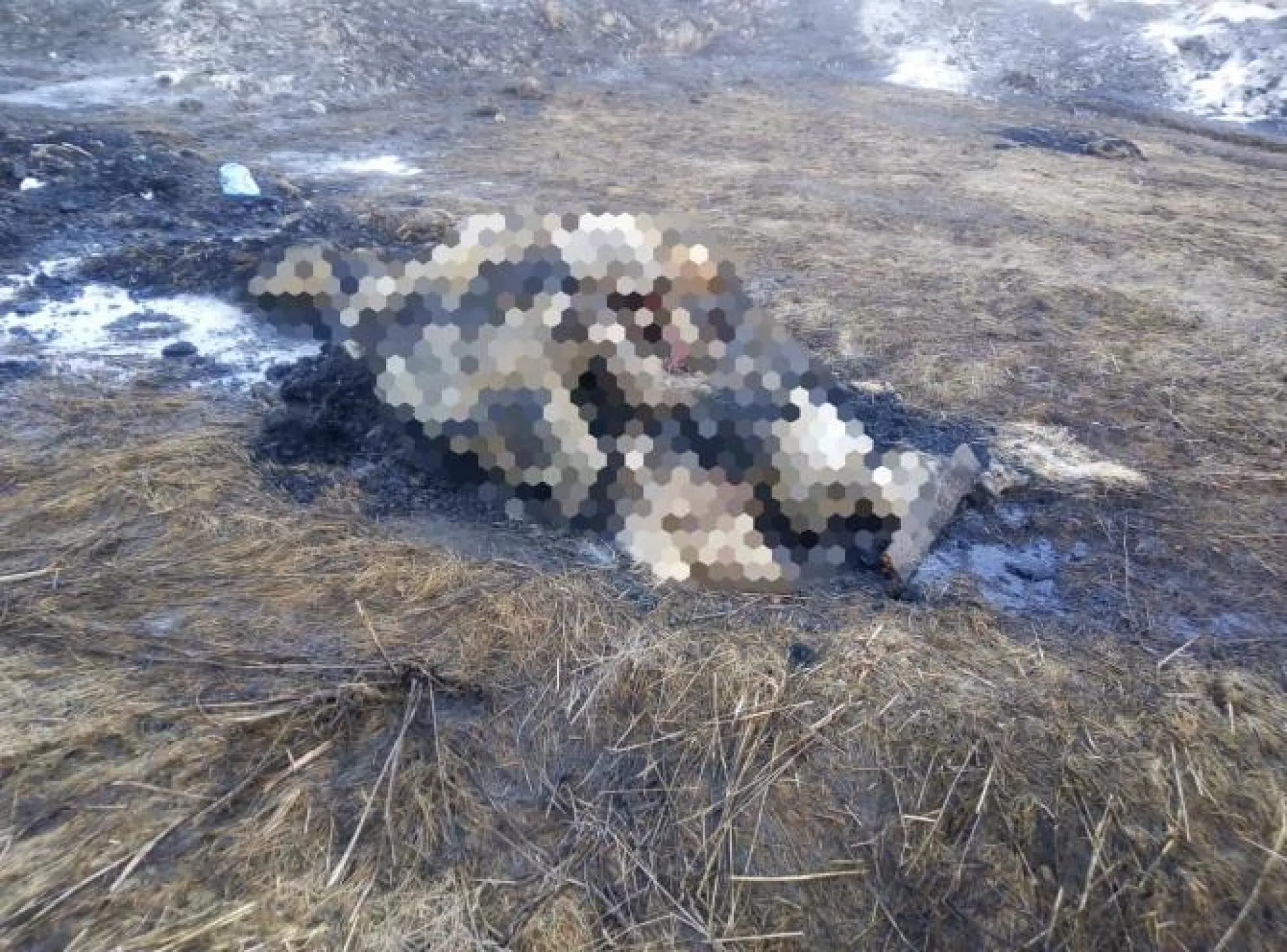 Свалку мёртвых поросят обнаружили в Алтайском крае
