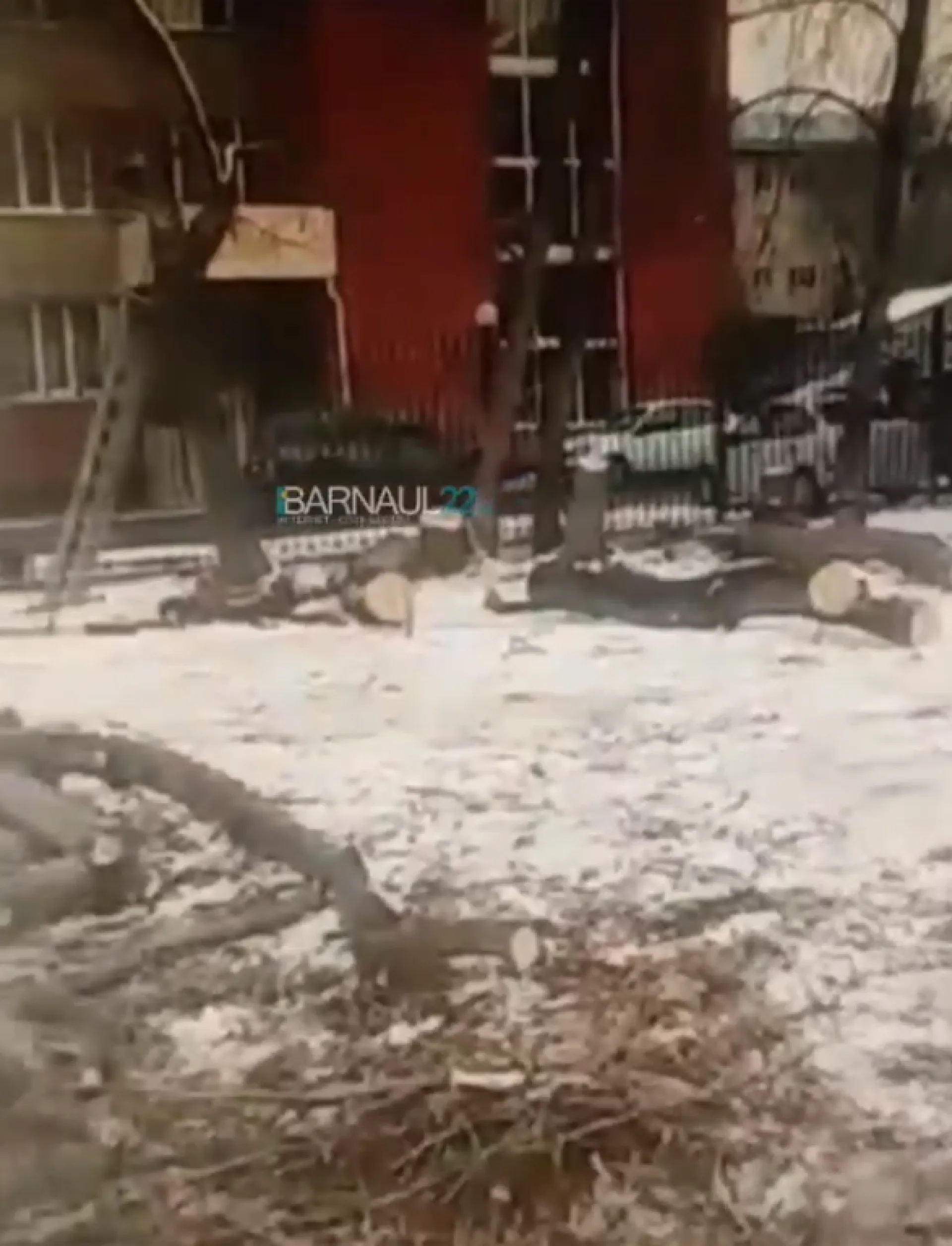 Барнаульцы заметили незаконную вырубку берёз около краевой библиотеки