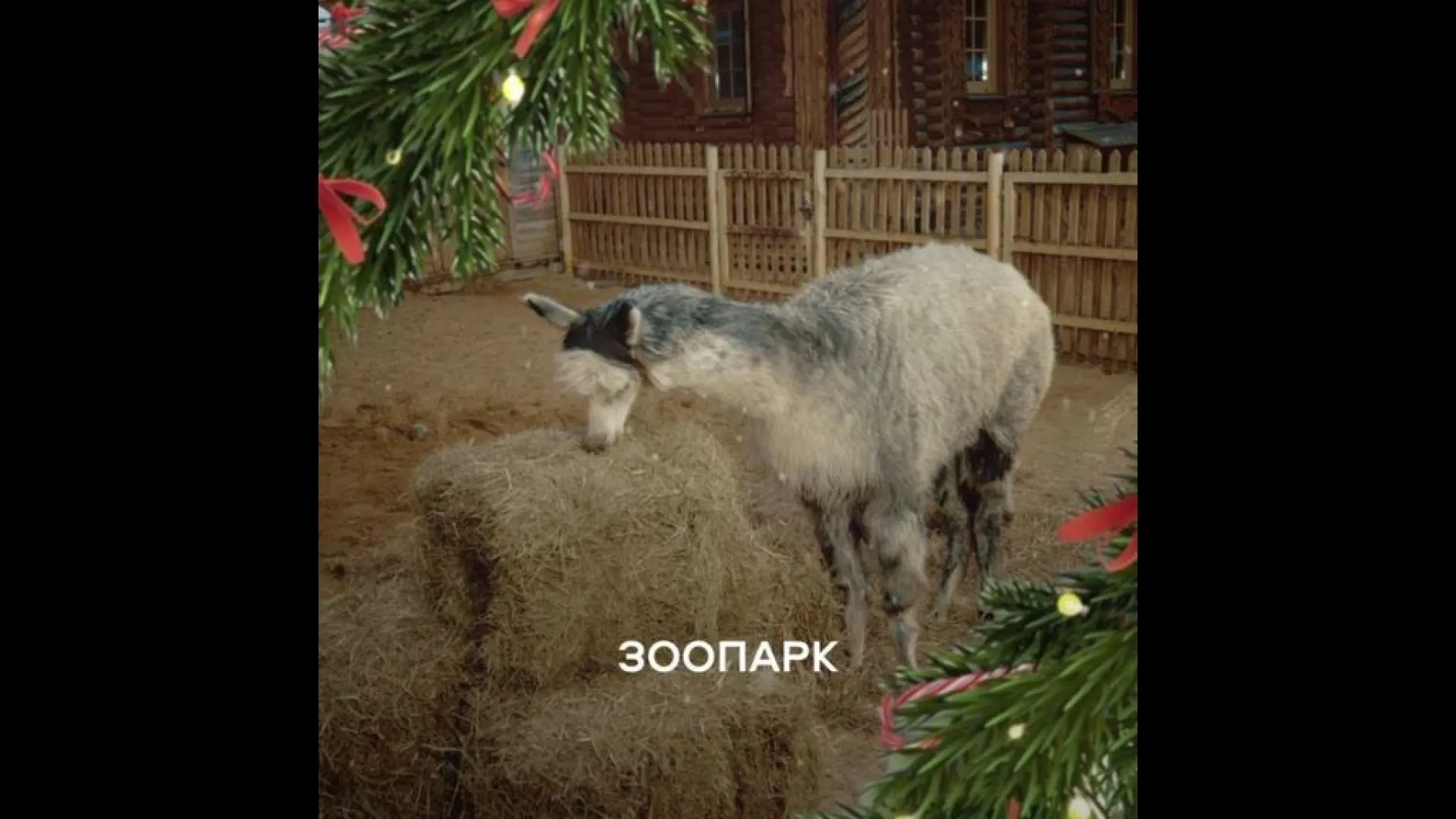 Альпака Шарлотка из Ленинградского зоопарка стала звездой роликов о безопасности Альпака Шарлотка из Ленинградского зоопарка стала звездой роликов о безопасности