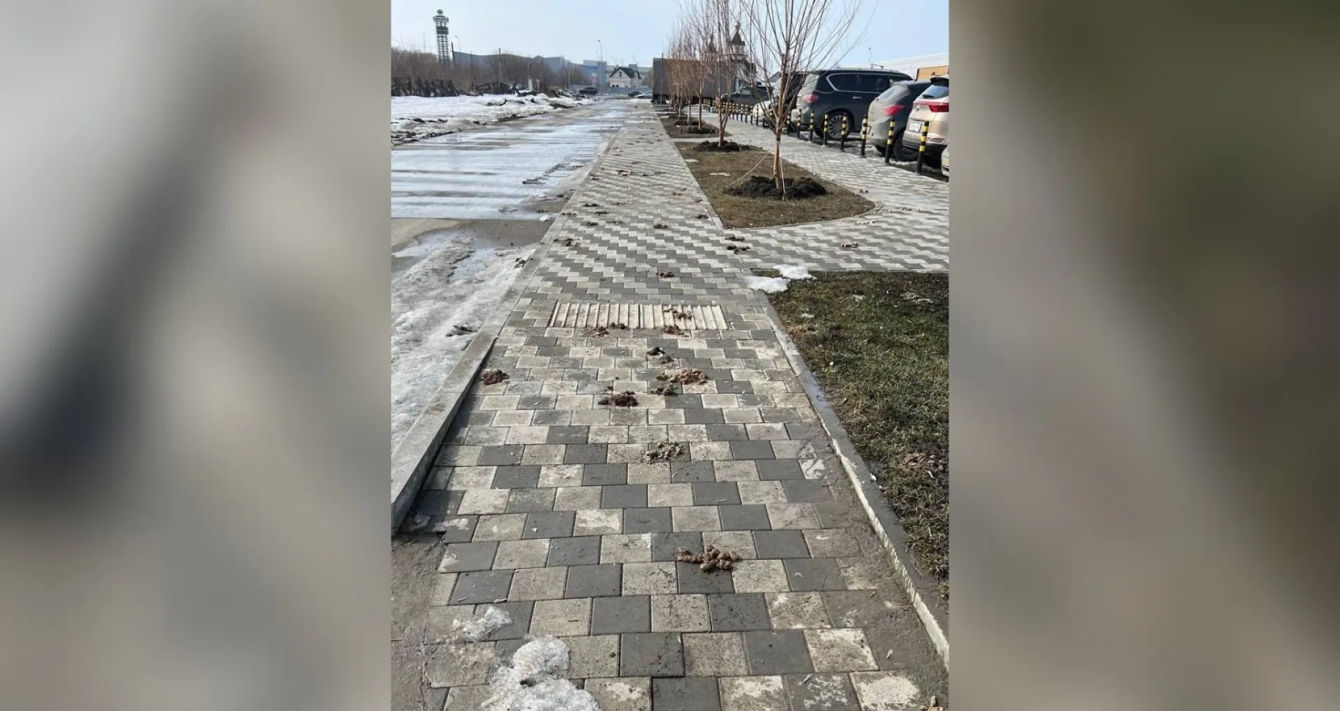 Собачьи «мины» на тротуарах расстроили барнаульцев Собачьи «мины» на тротуарах расстроили барнаульцев