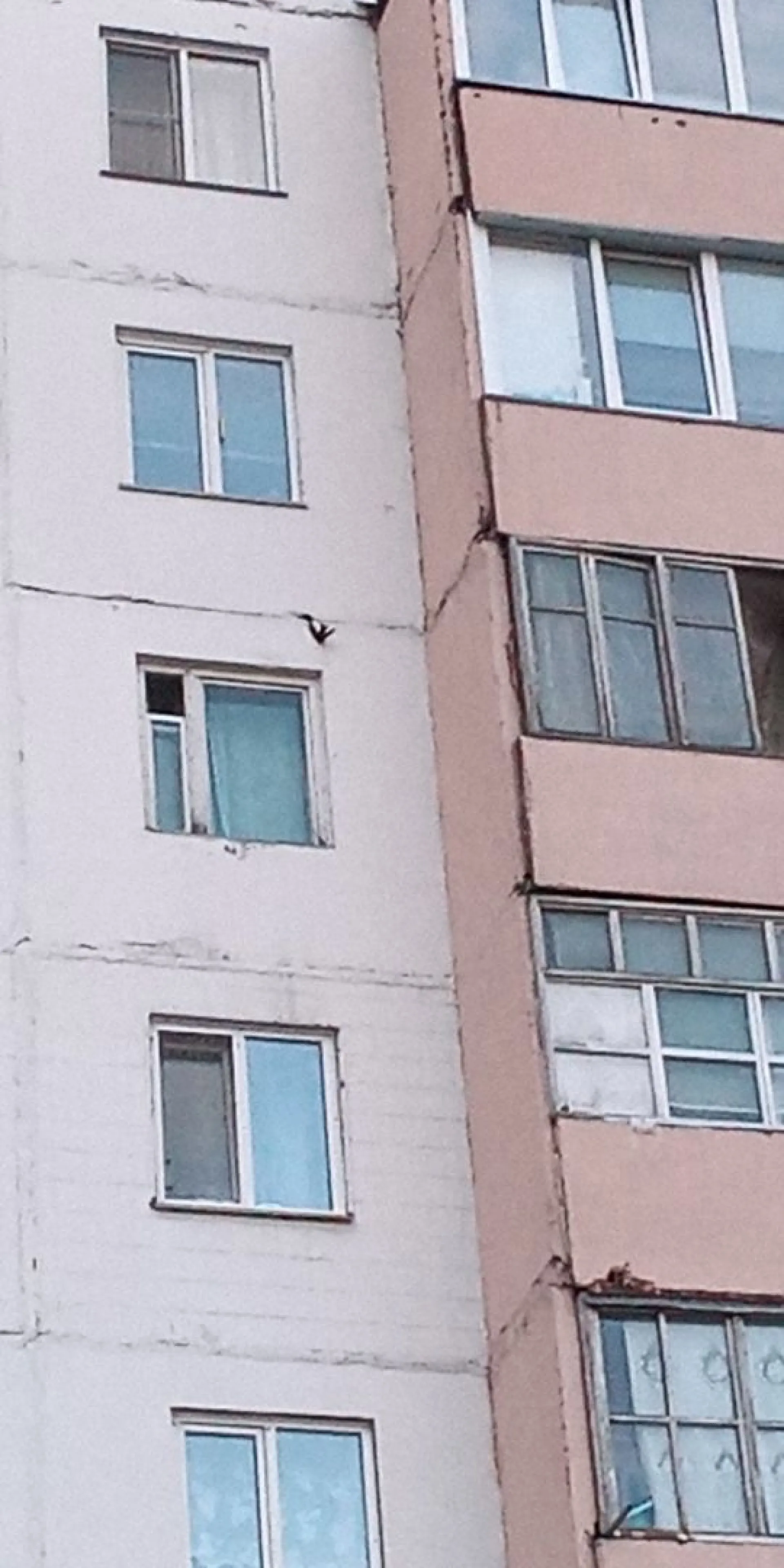 Дворник спас застрявшую в стене многоэтажки ласточку в Алтайском крае Дворник спас застрявшую в стене многоэтажки ласточку в Алтайском крае