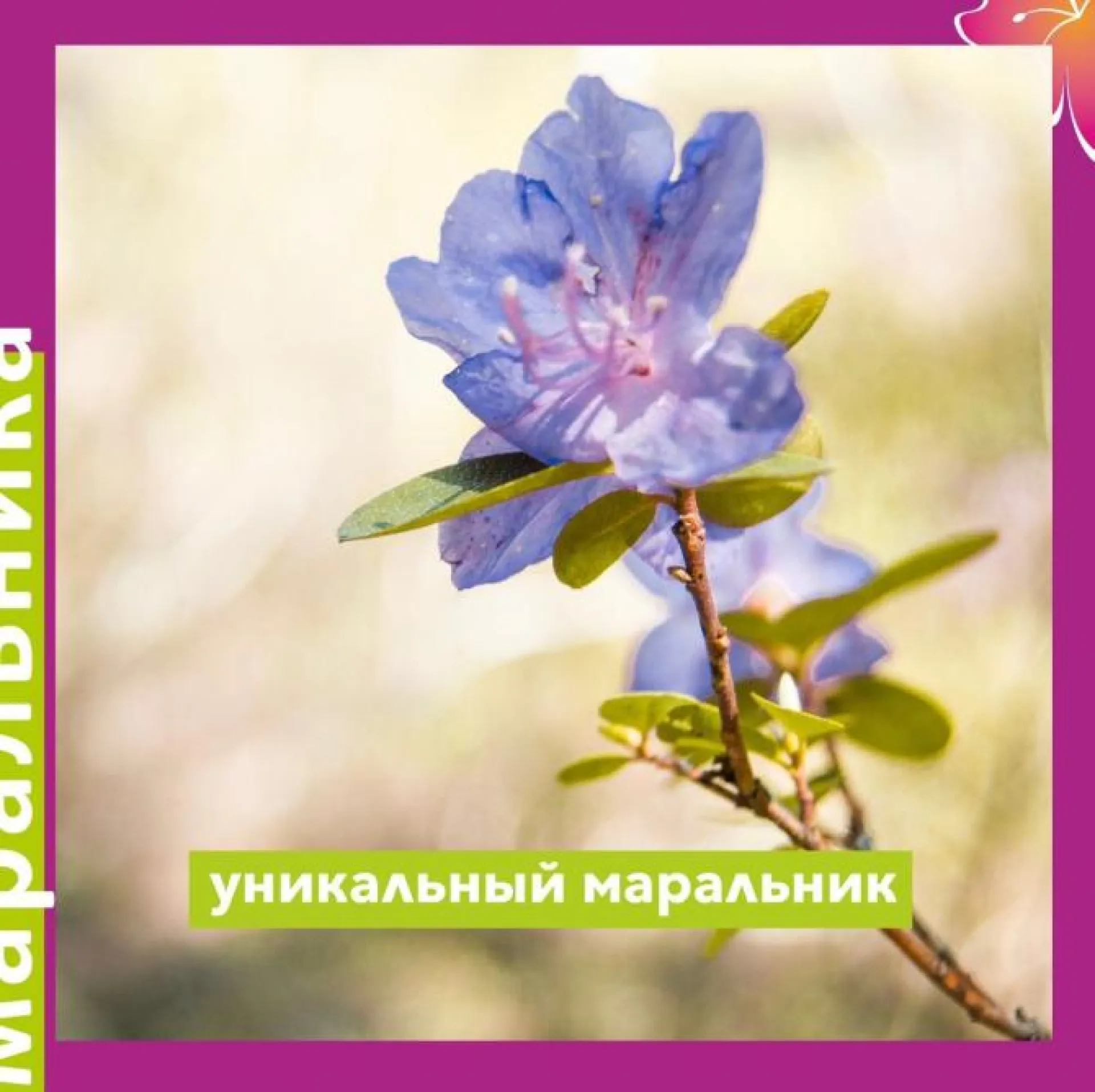 Синий маральник зацвёл в Алтайском крае