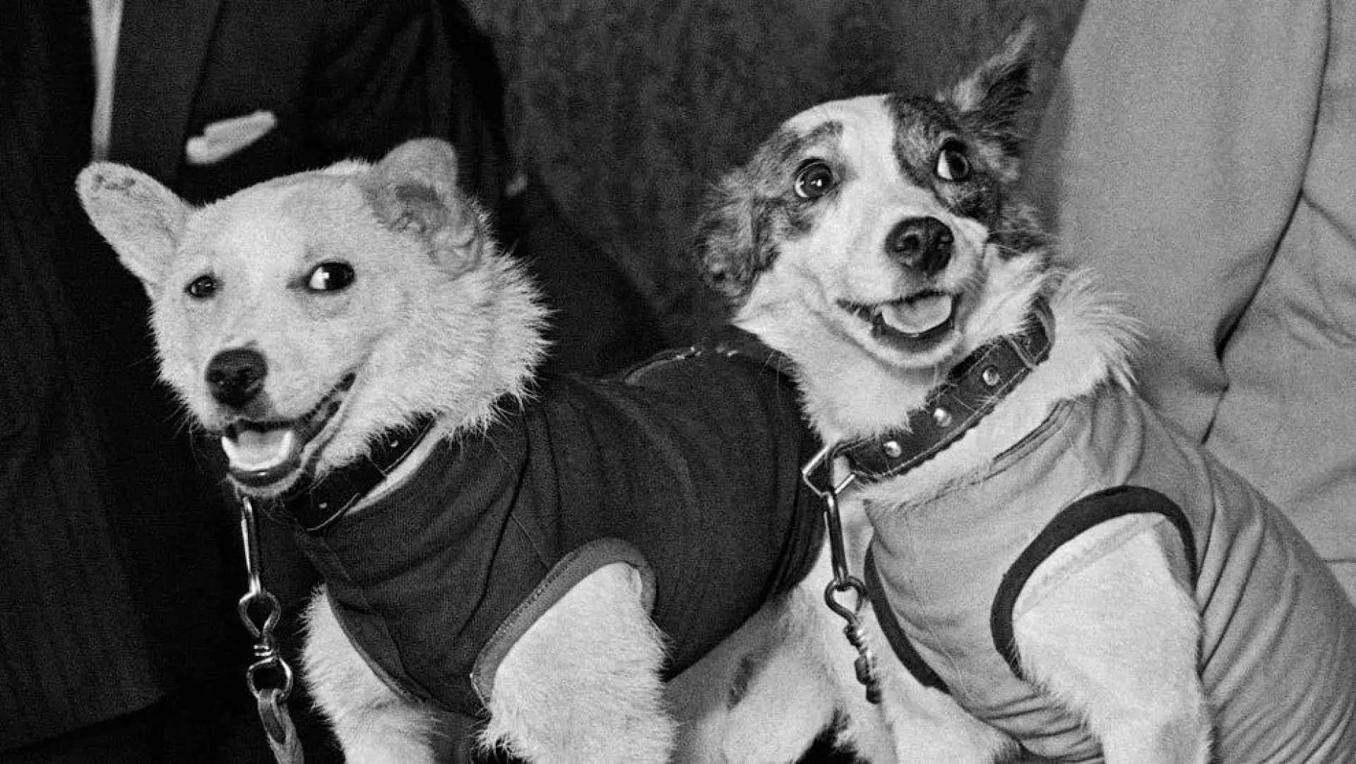 В честь Дня космонавтики кинологи рассказали о первых собаках-космонавтах В честь Дня космонавтики кинологи рассказали о первых собаках-космонавтах