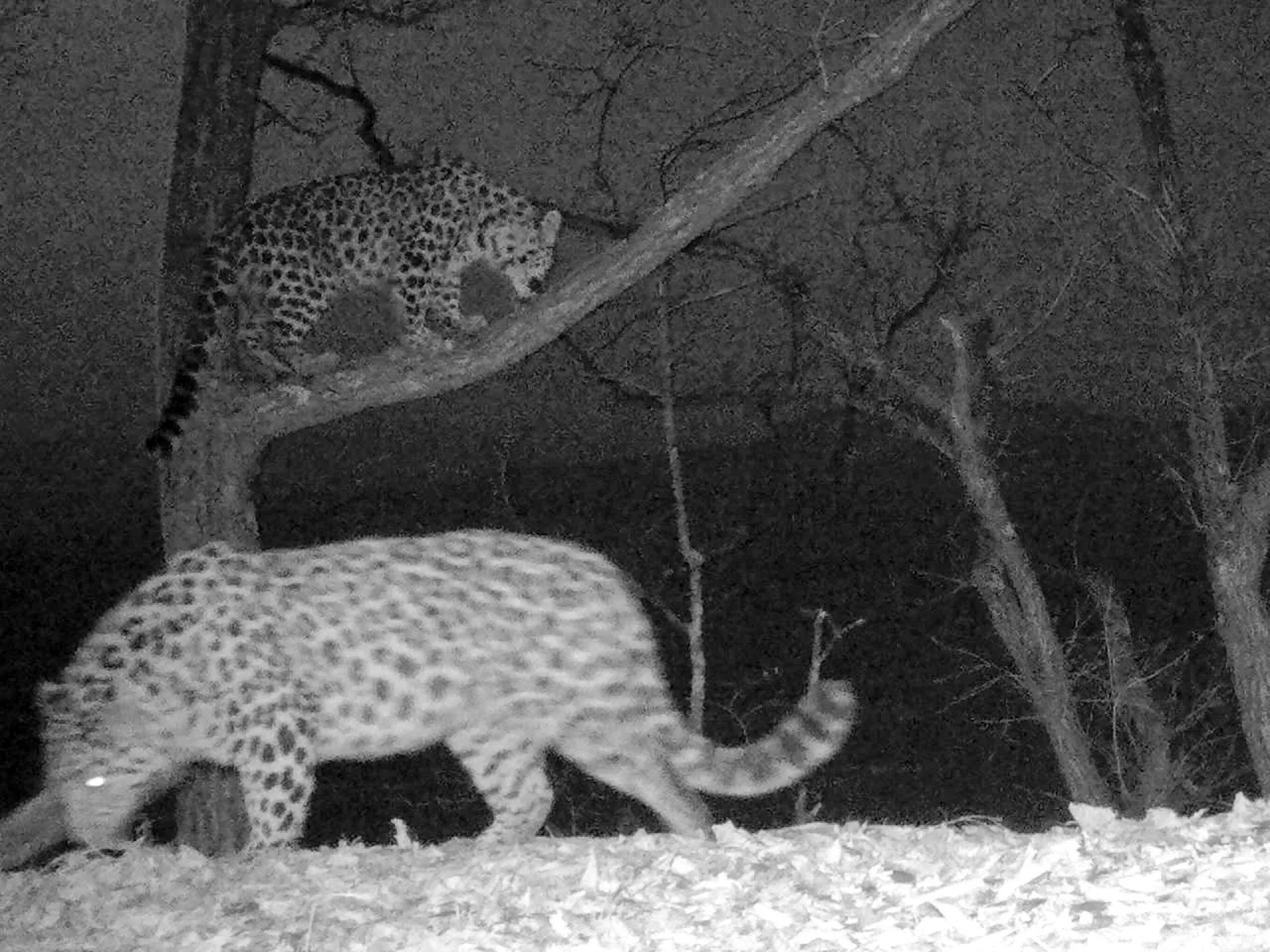 Необычное свидание дальневосточных леопардов впервые попало на фотоловушку Необычное свидание дальневосточных леопардов впервые попало на фотоловушку