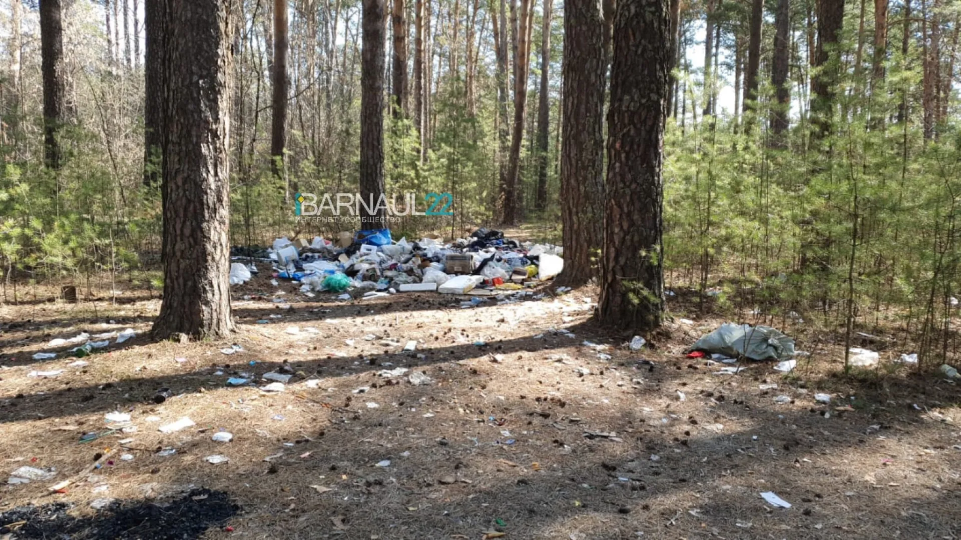 Очевидцы обнаружили свалку в бору Алтайского края Очевидцы обнаружили свалку в бору Алтайского края