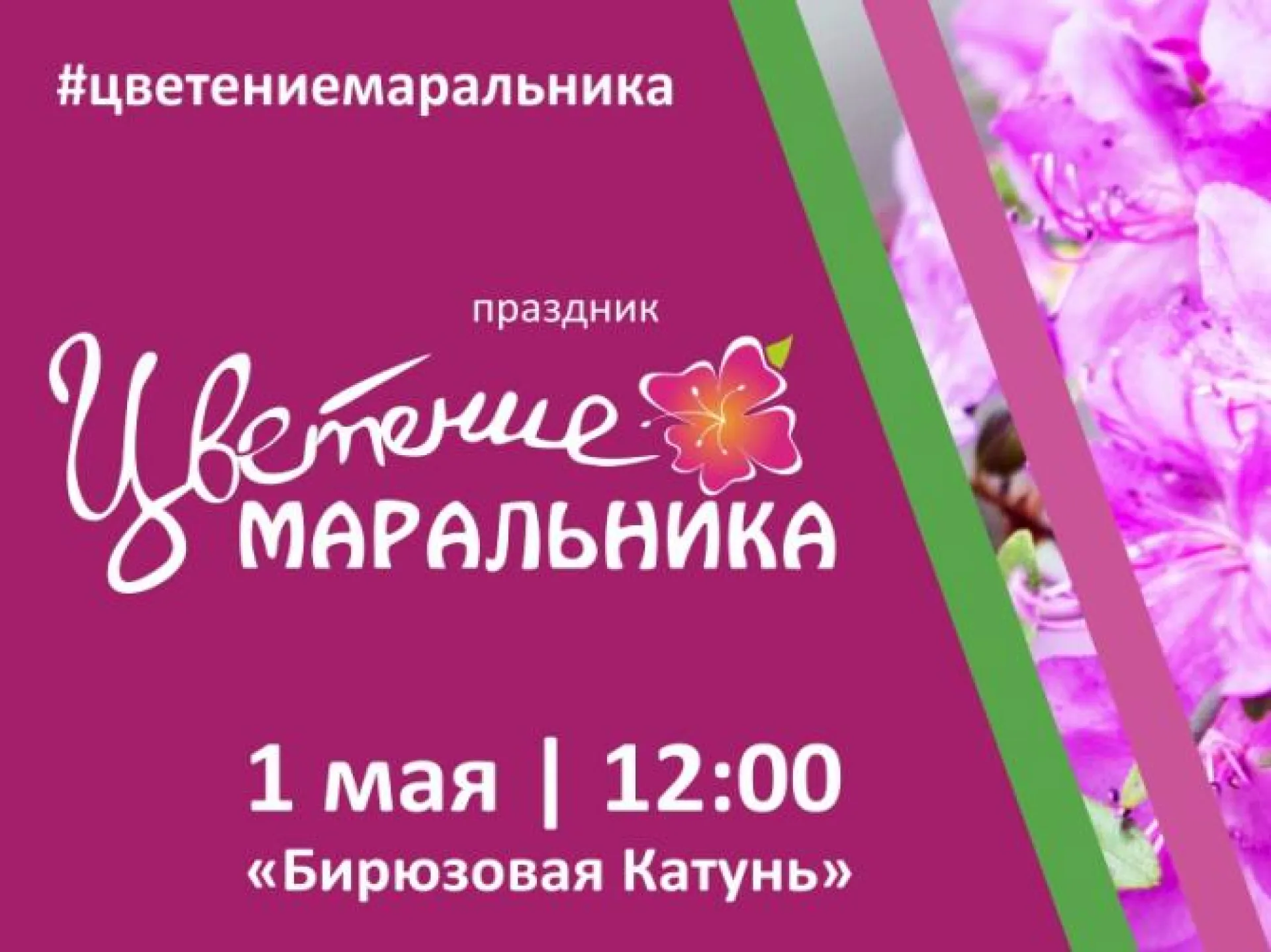 Праздник «Цветение маральника»: что посмотреть, чем заняться и как добраться? Праздник «Цветение маральника»: что посмотреть, чем заняться и как добраться?