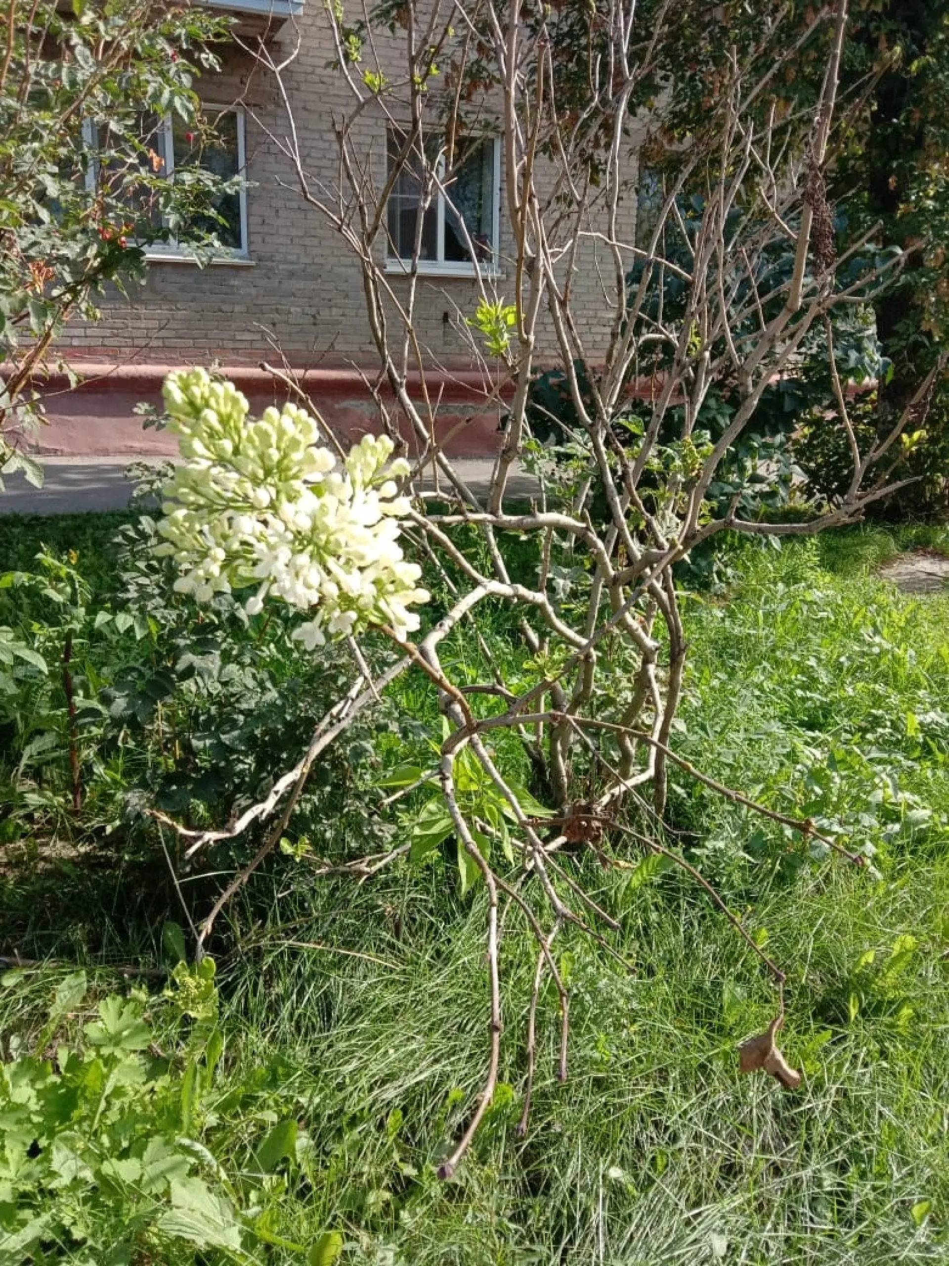 Сирень повторно зацвела в Барнауле Сирень повторно зацвела в Барнауле