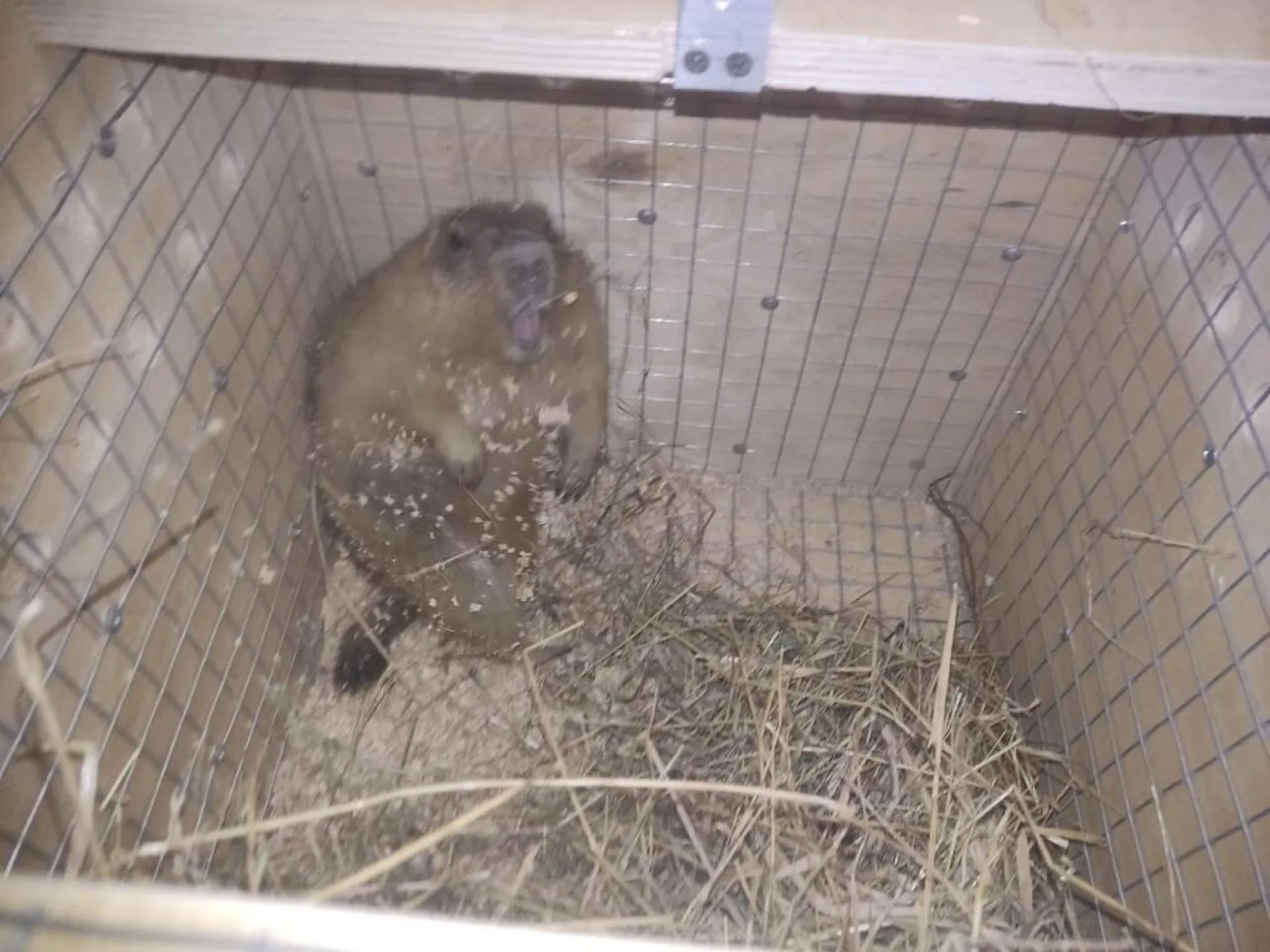 Новые жители приехали в барнаульский зоопарк из Ростова-на-Дону Новые жители приехали в барнаульский зоопарк из Ростова-на-Дону