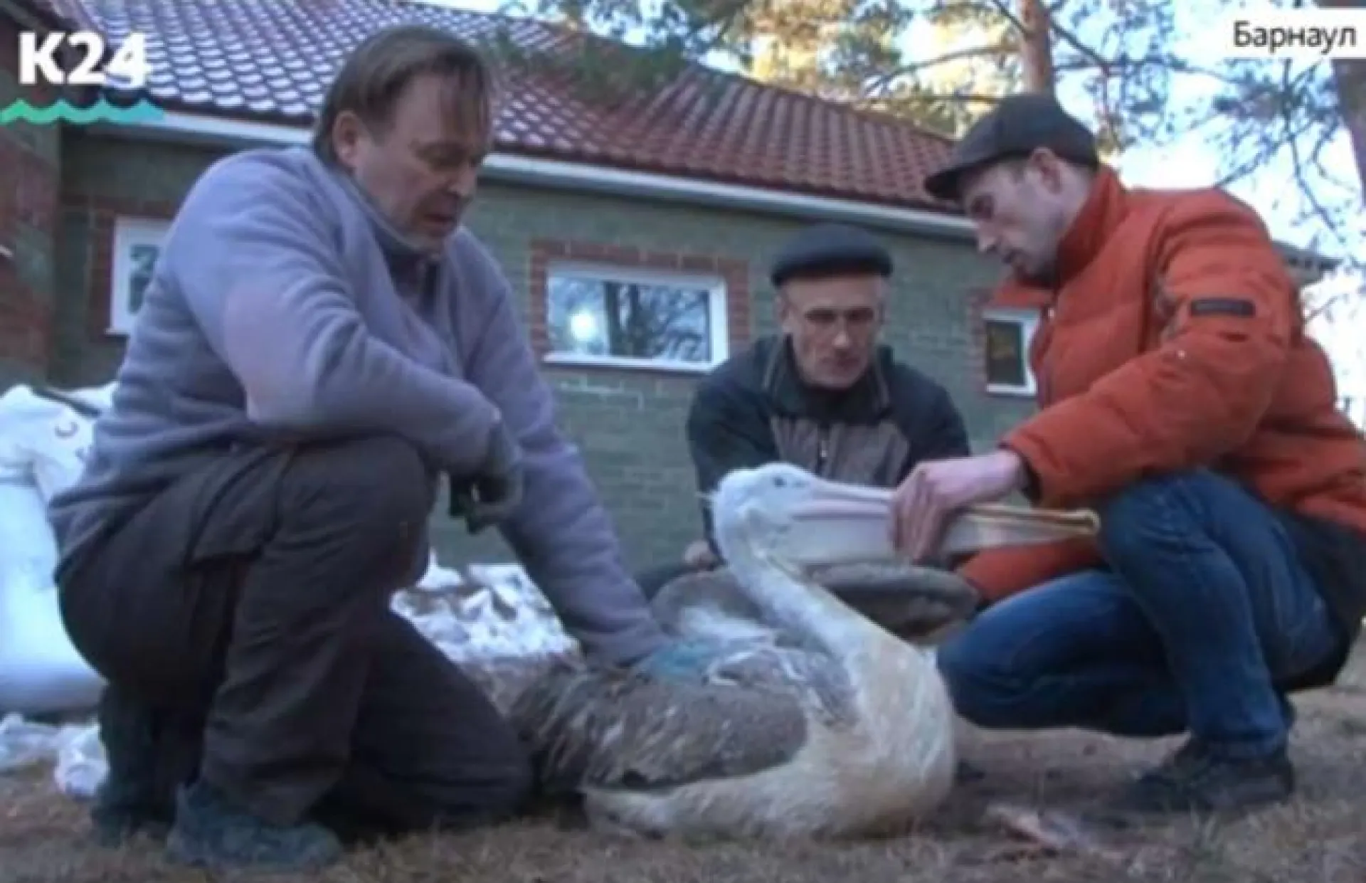Спасенных пеликанов выпустили в природу в Алтайском крае