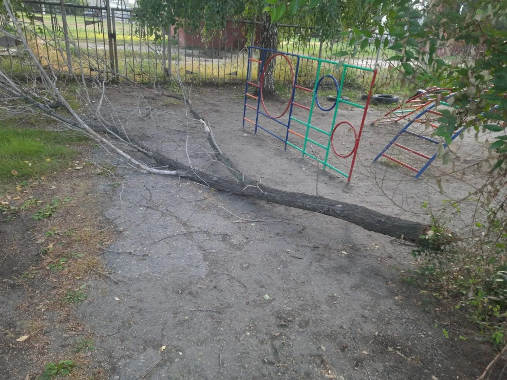 Дерево рухнуло на 4-летнего ребенка в детском саду в Бийске Дерево рухнуло на 4-летнего ребенка в детском саду в Бийске