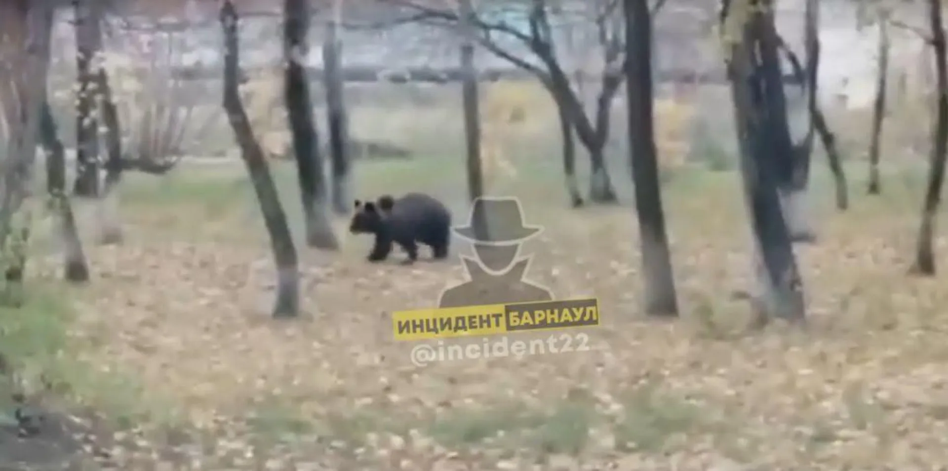 По территории алтайского завода бегает медведица с медвежатами По территории алтайского завода бегает медведица с медвежатами