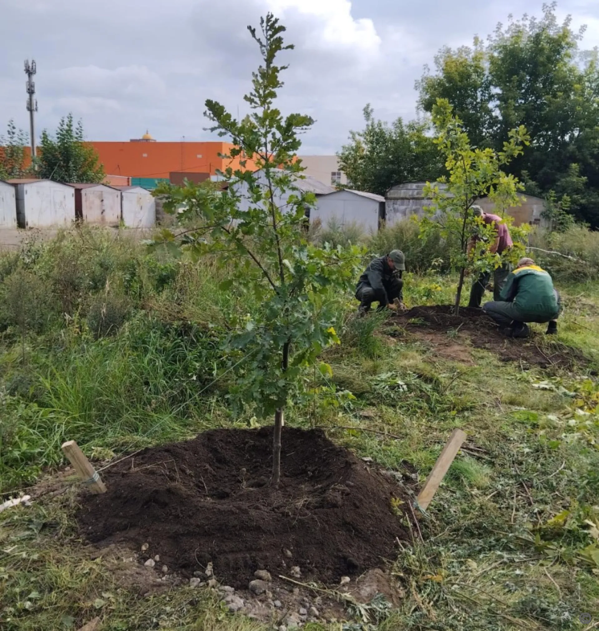Более 450 деревьев высадят на улицах Барнаула Более 450 деревьев высадят на улицах Барнаула