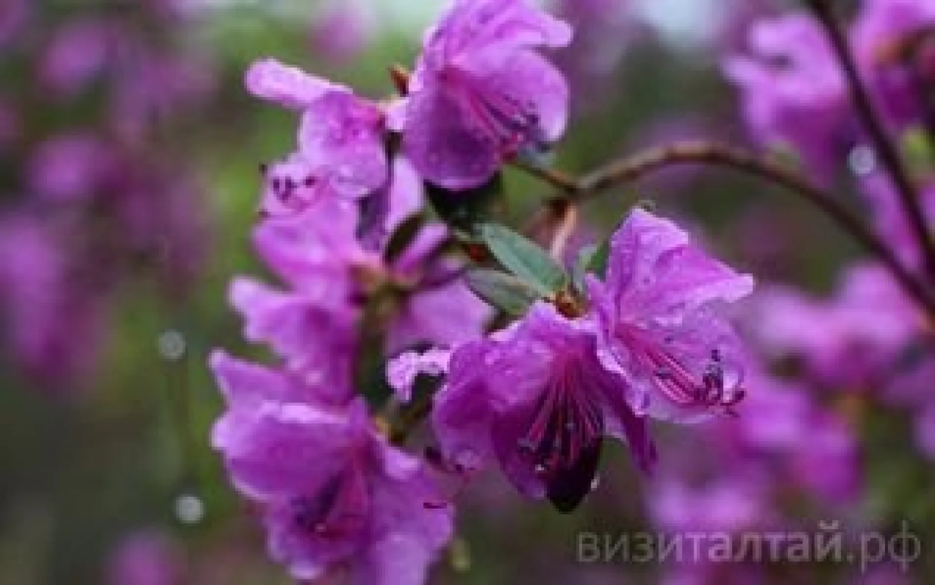 Туристический сезон в Алтайском крае откроется праздником «Цветение маральника» Туристический сезон в Алтайском крае откроется праздником «Цветение маральника»