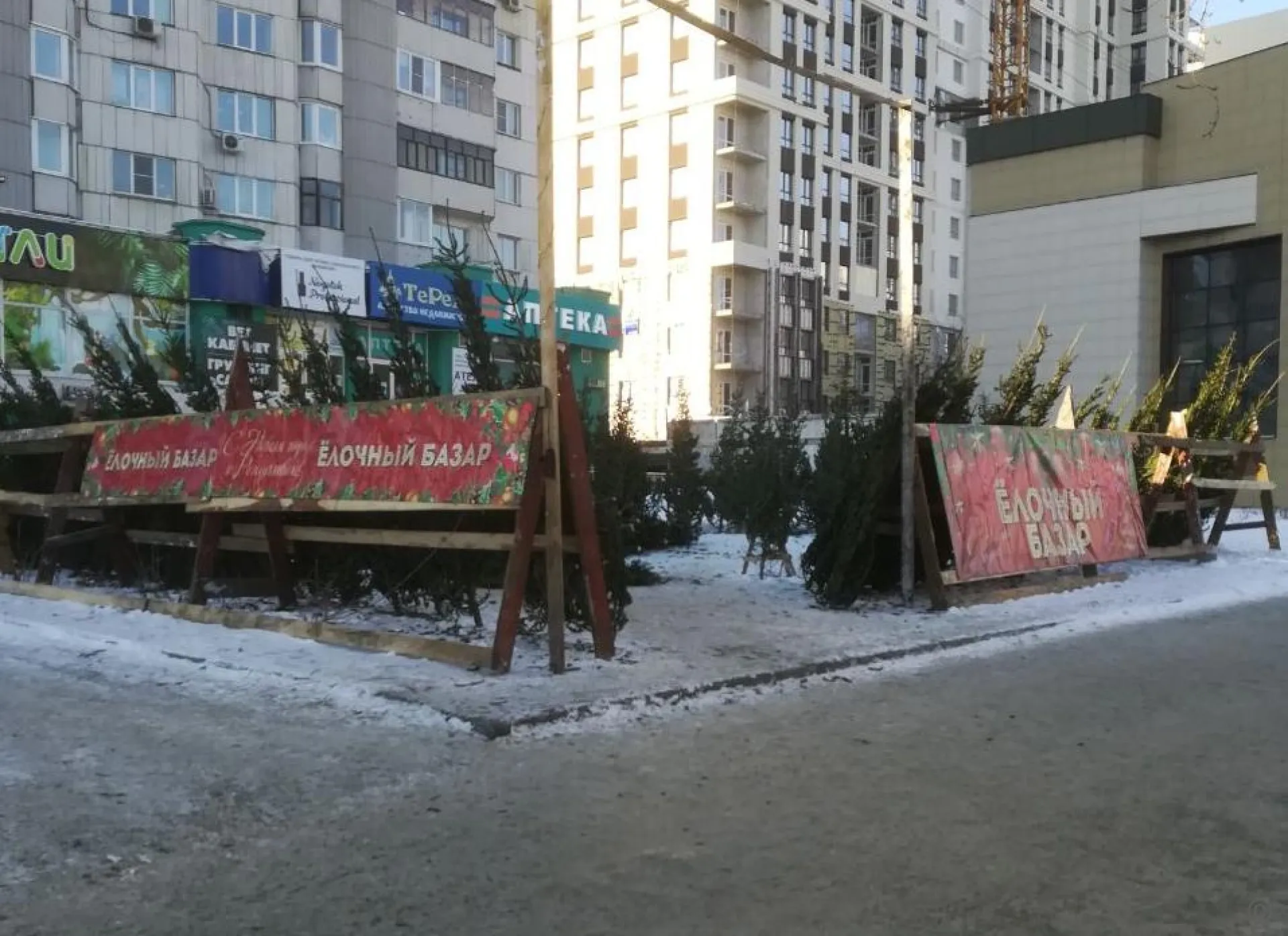 15 тысяч деревьев привезли в Барнаул для продажи на ёлочных базарах 15 тысяч деревьев привезли в Барнаул для продажи на ёлочных базарах