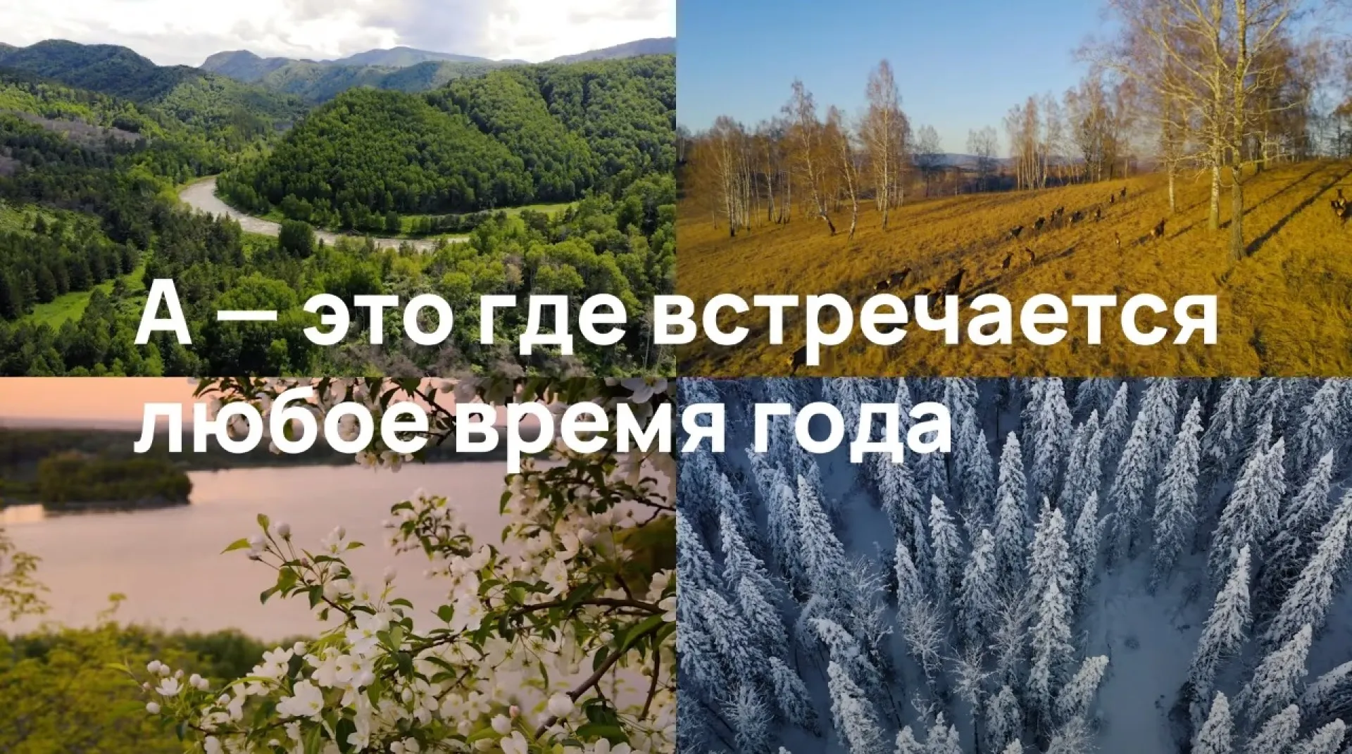 «А – это где?». Алтайский край глазами туриста: маральник, тысячи озёр и зимовка лебедей «А – это где?». Алтайский край глазами туриста: маральник, тысячи озёр и зимовка лебедей