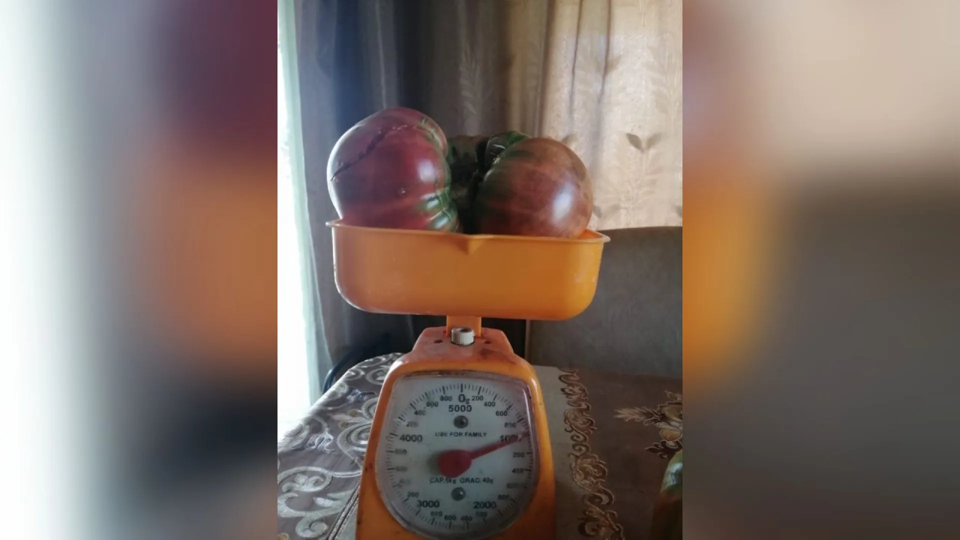 Килограммовый помидор вырастили в Алтайском крае Килограммовый помидор вырастили в Алтайском крае