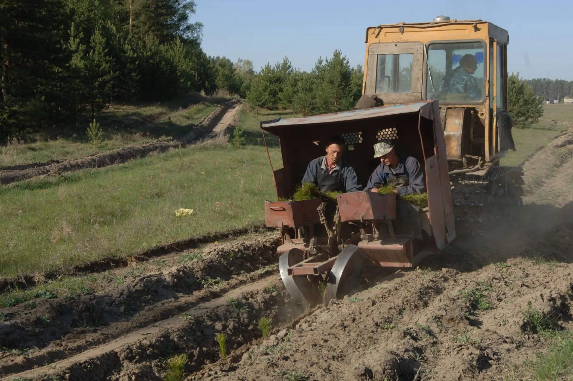 План по высадке деревьев перевыполнили в Алтайском крае