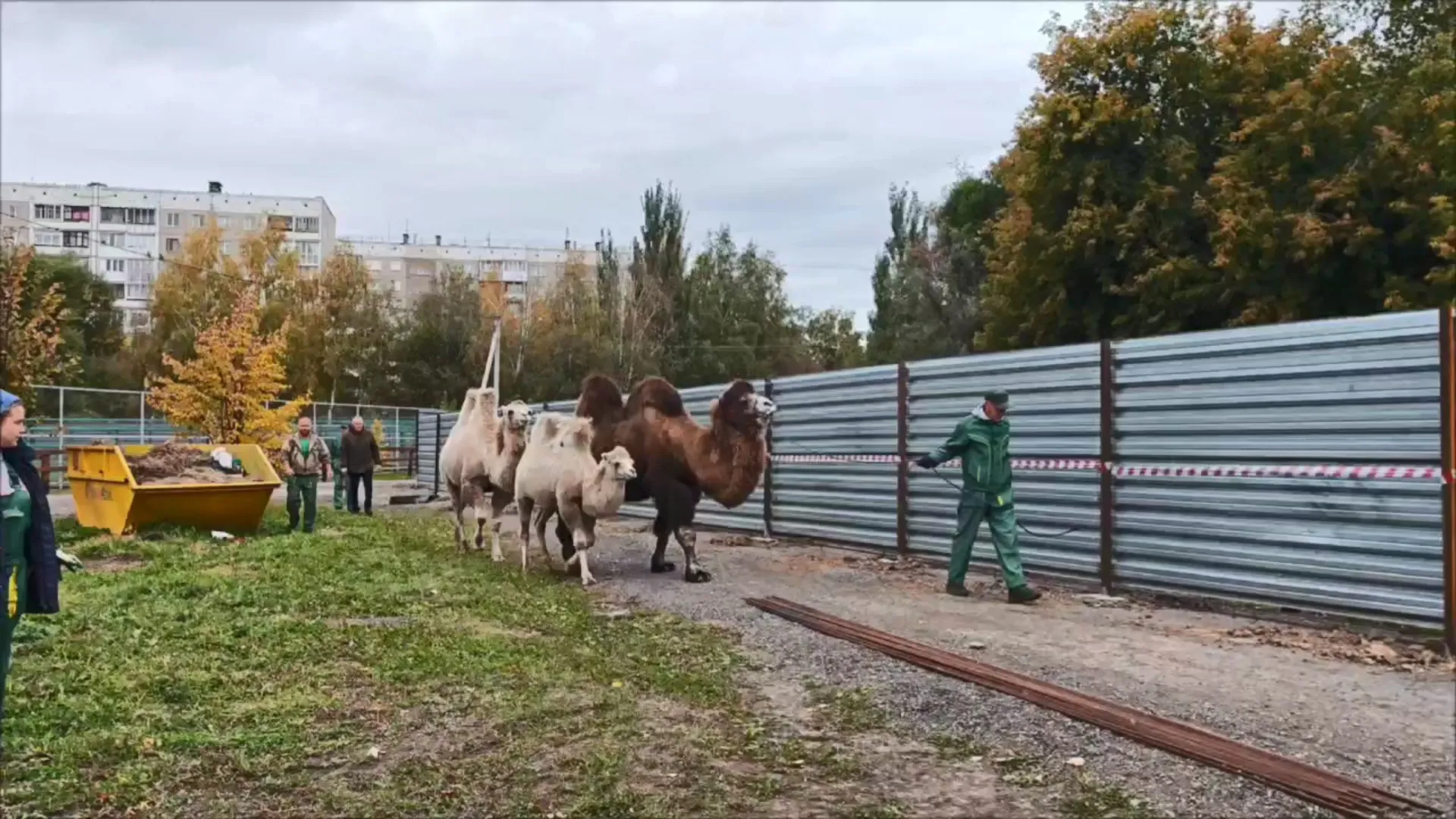 Верблюды из барнаульского зоопарка переехали в новый вольер Верблюды из барнаульского зоопарка переехали в новый вольер