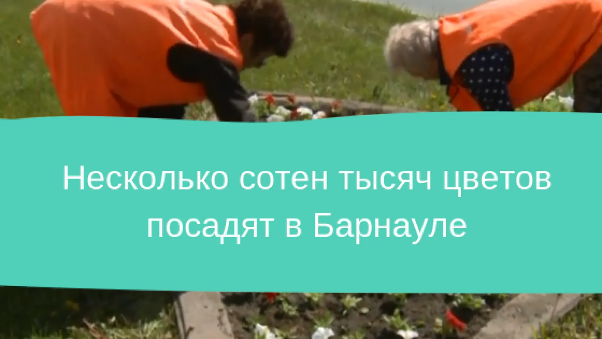 Несколько сотен тысяч цветов посадят в Барнауле