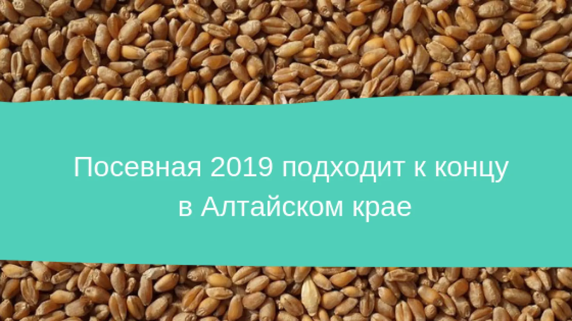 Посевная – 2019 подходит к концу в Алтайском крае