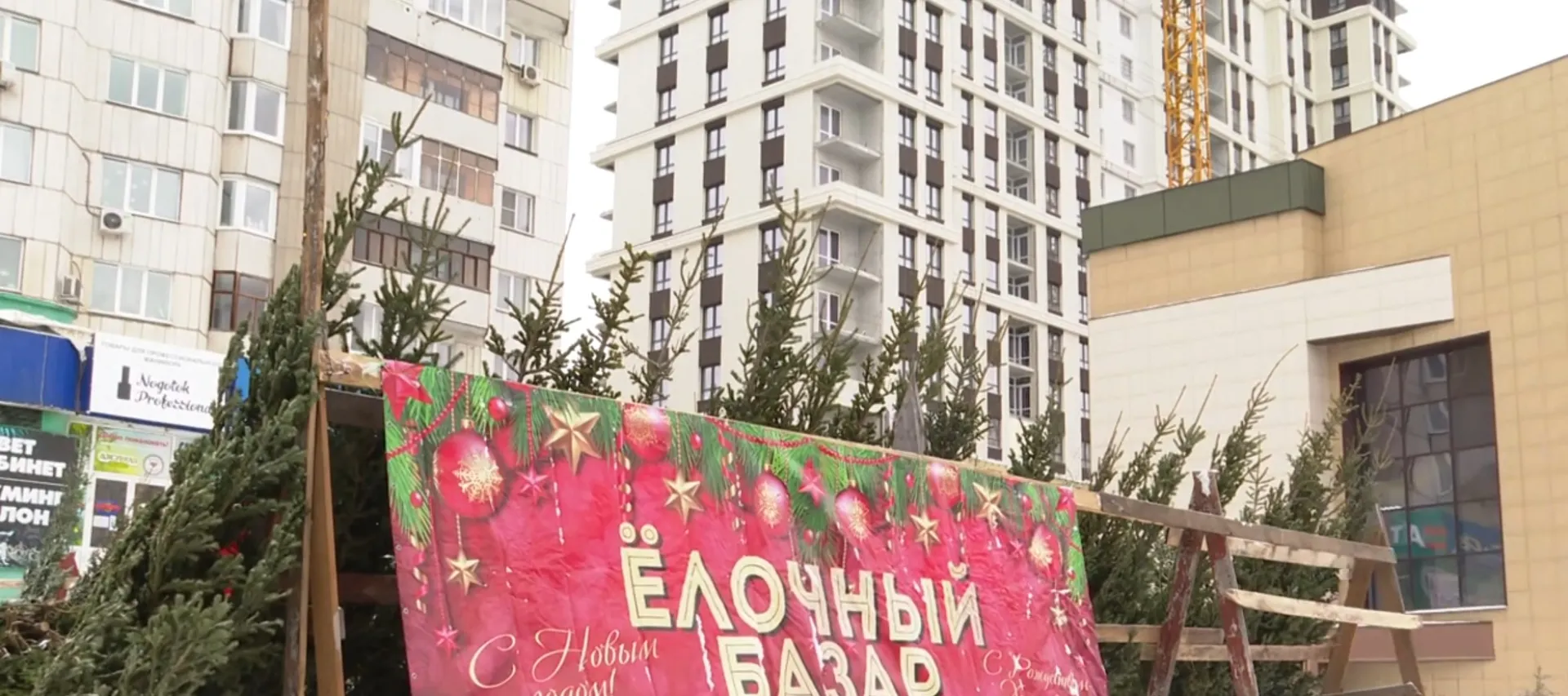 50 ёлочных базаров открылись в Барнауле 50 ёлочных базаров открылись в Барнауле