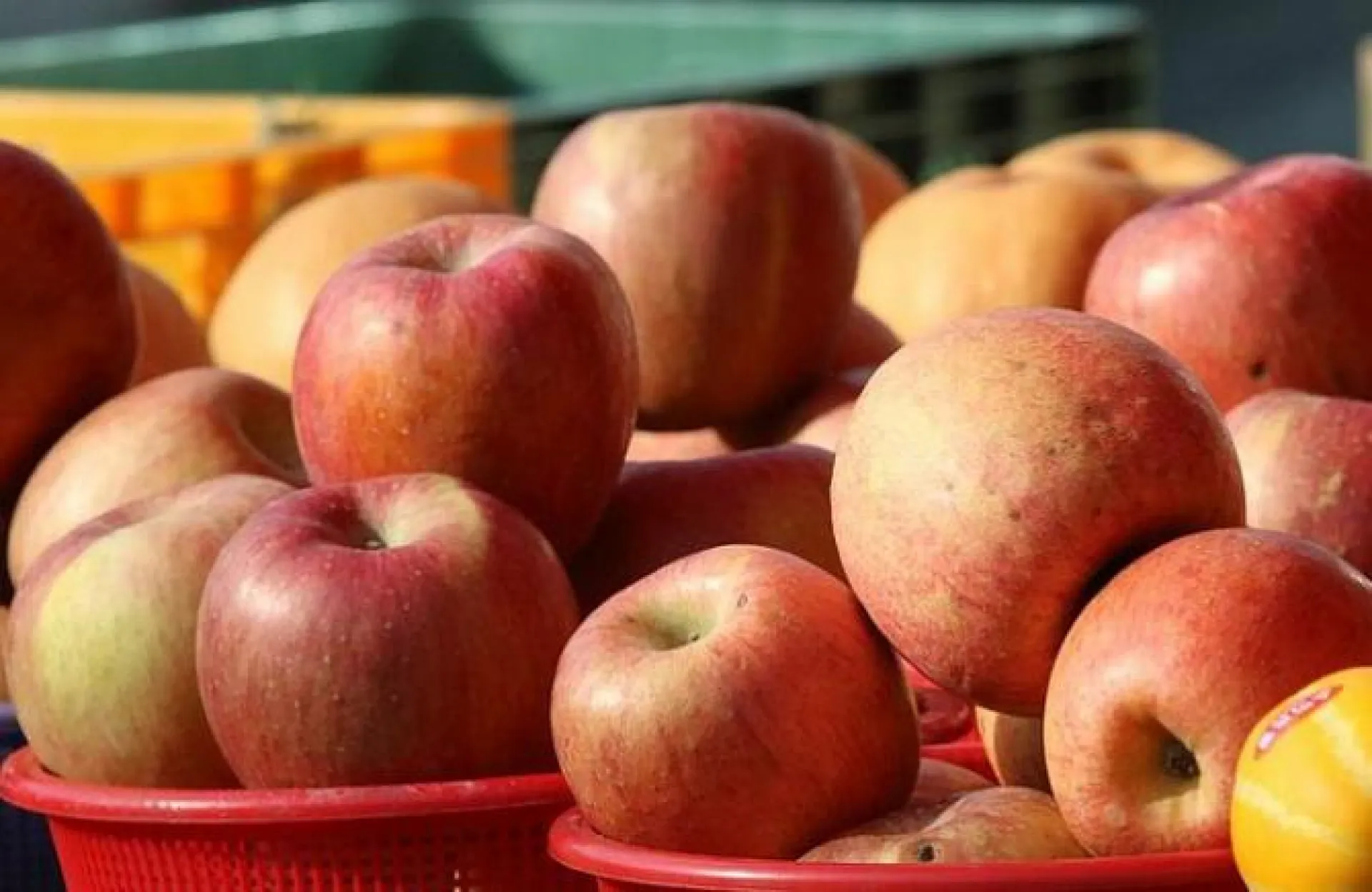 Барнаульцы приобрели продуктов на сумму более 9 млн рублей на субботних ярмарках