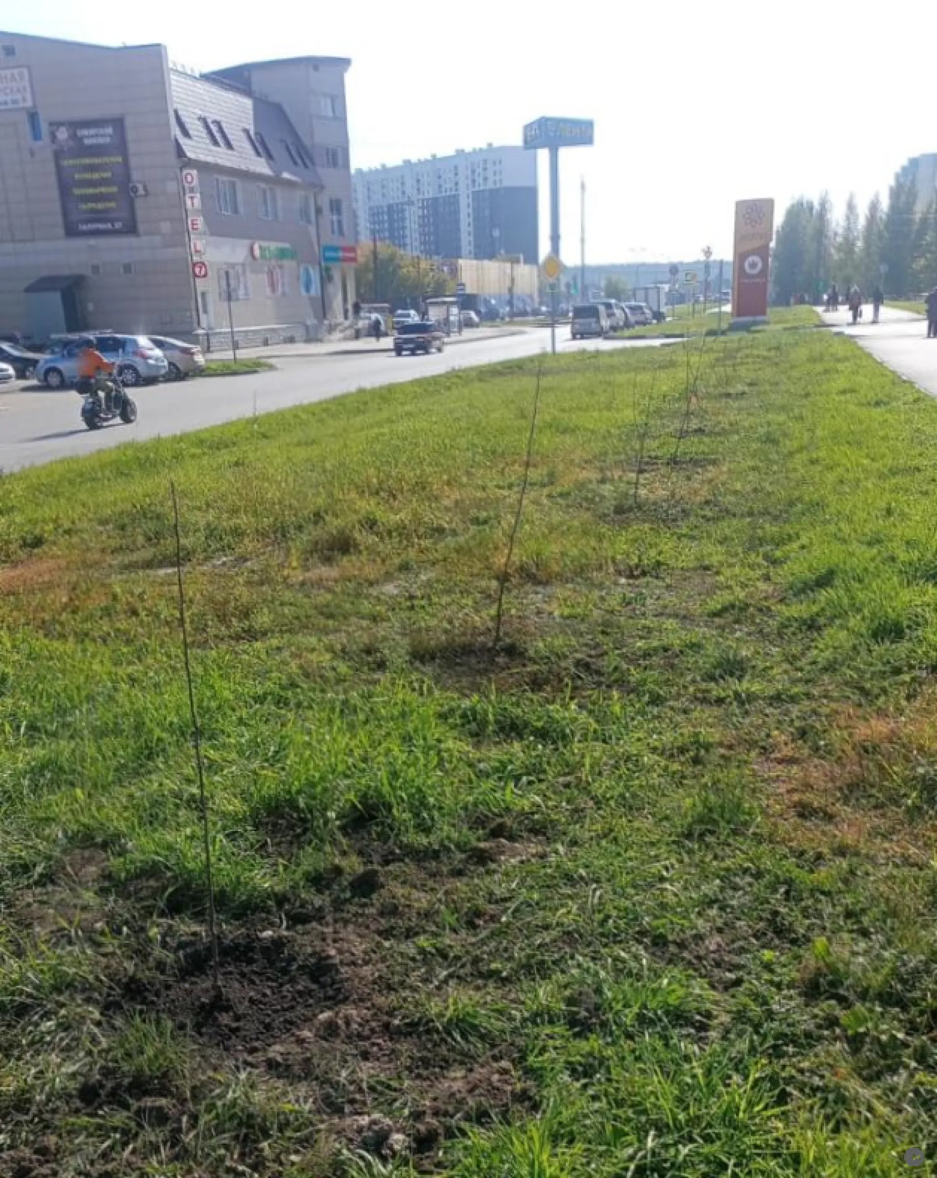 20 саженцев яблони высадили напротив барнаульской поликлиники № 14 20 саженцев яблони высадили напротив барнаульской поликлиники № 14