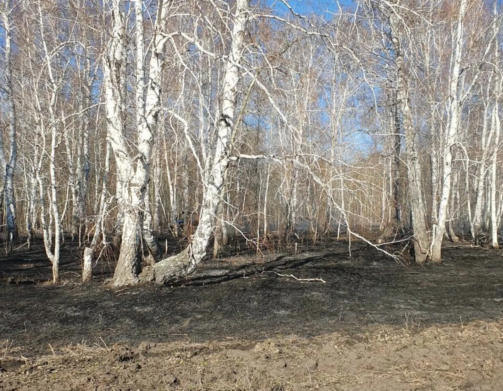 Первого виновника лесного пожара задержали в Алтайском крае Первого виновника лесного пожара задержали в Алтайском крае