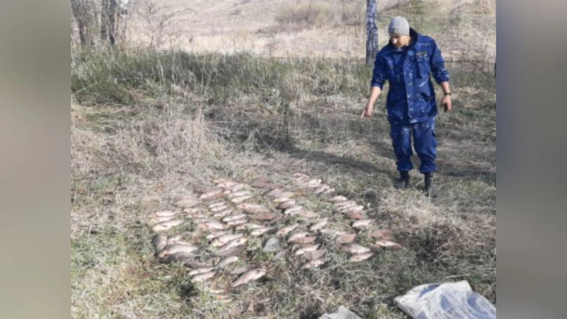 Полицейские задержали браконьера, который выловил около ста рыб в Алтайском крае Полицейские задержали браконьера, который выловил около ста рыб в Алтайском крае