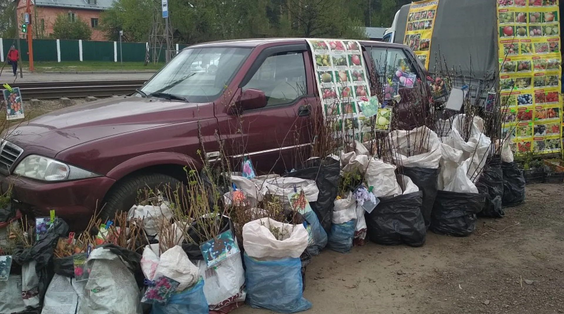 Саженцы незаконно продавали в Барнауле Саженцы незаконно продавали в Барнауле
