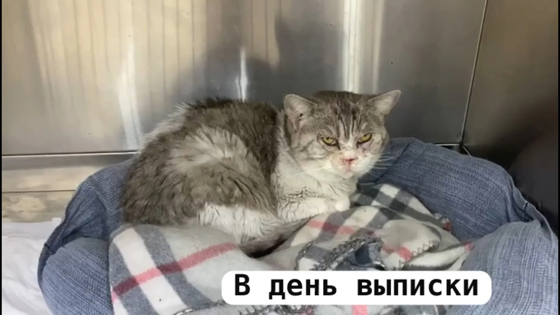 Кошек, пострадавших от пожара в приюте для животных в Барнауле, выписывают из ветеринарной клиники Кошек, пострадавших от пожара в приюте для животных в Барнауле, выписывают из ветеринарной клиники