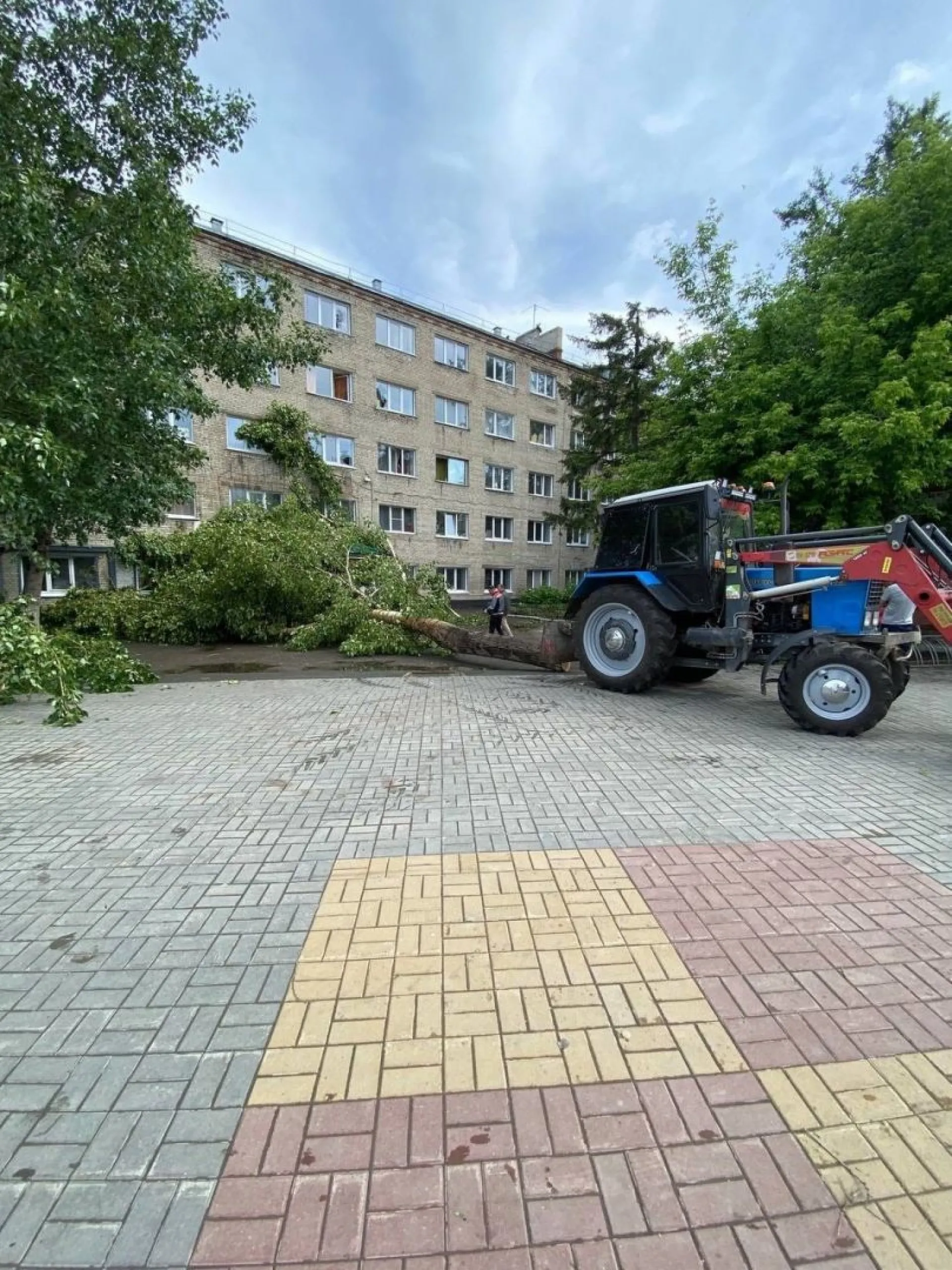 Огромный тополь упал возле общежития аграрного университета в Барнауле Огромный тополь упал возле общежития аграрного университета в Барнауле