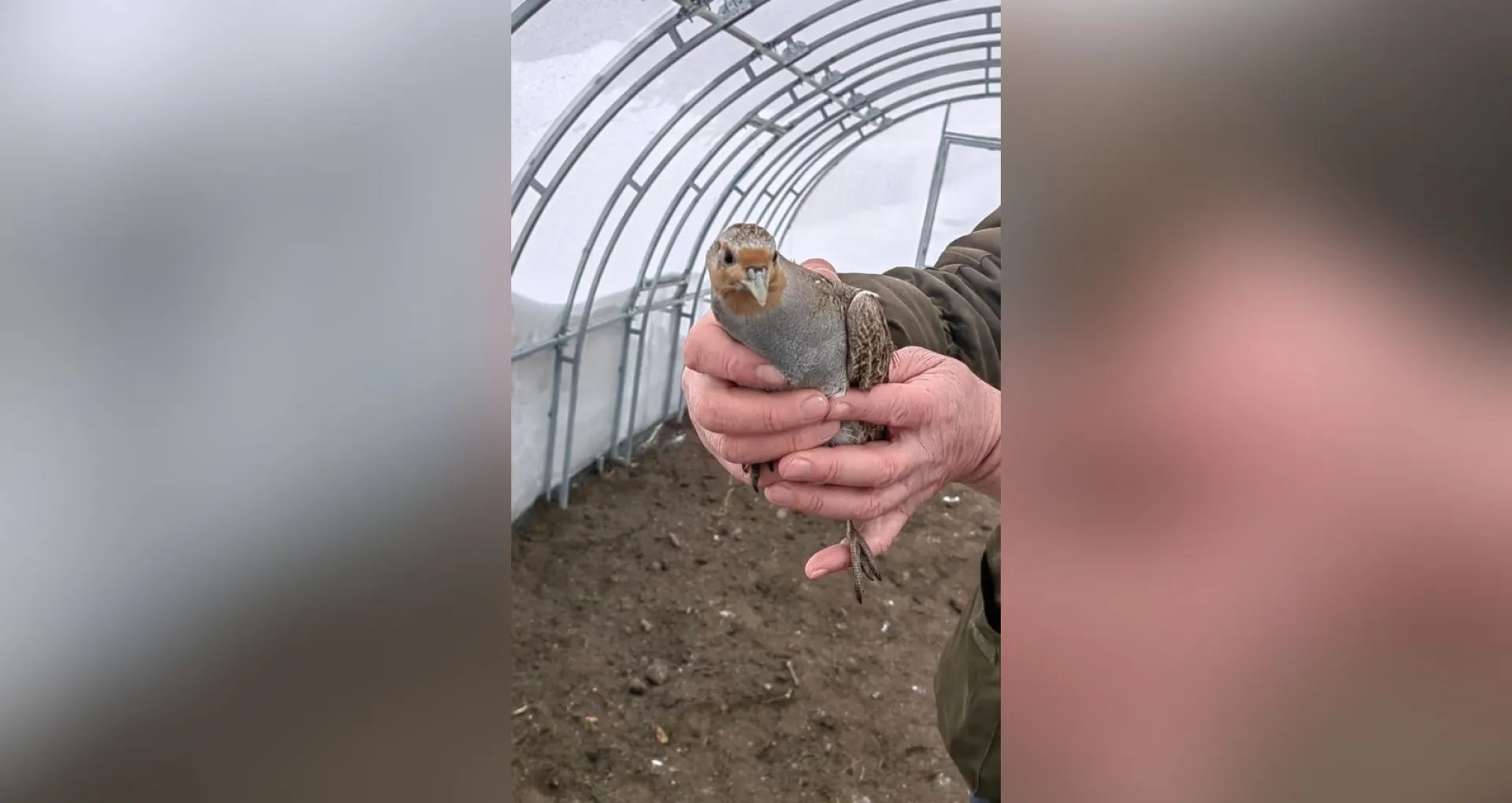 В барнаульском зоопарке поселились 10 куропаток В барнаульском зоопарке поселились 10 куропаток