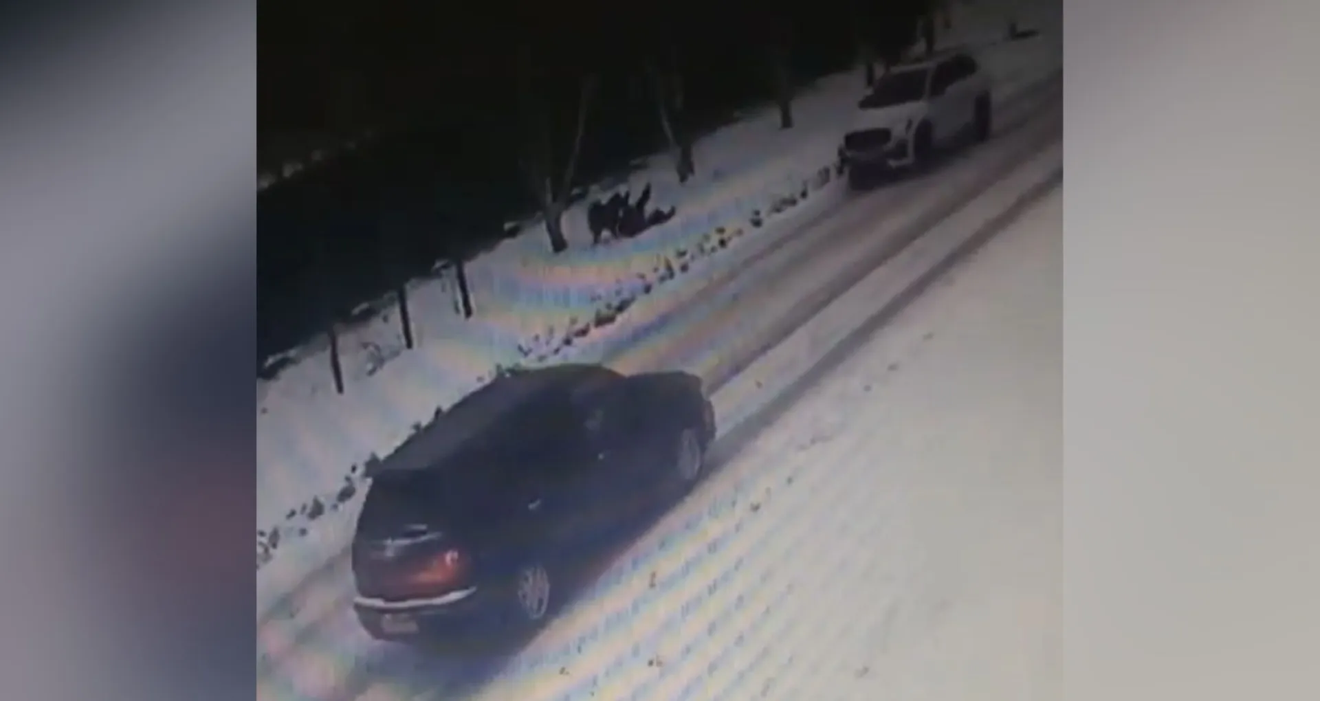 В Бийске собака покусала на улице девочку-подростка. Видео