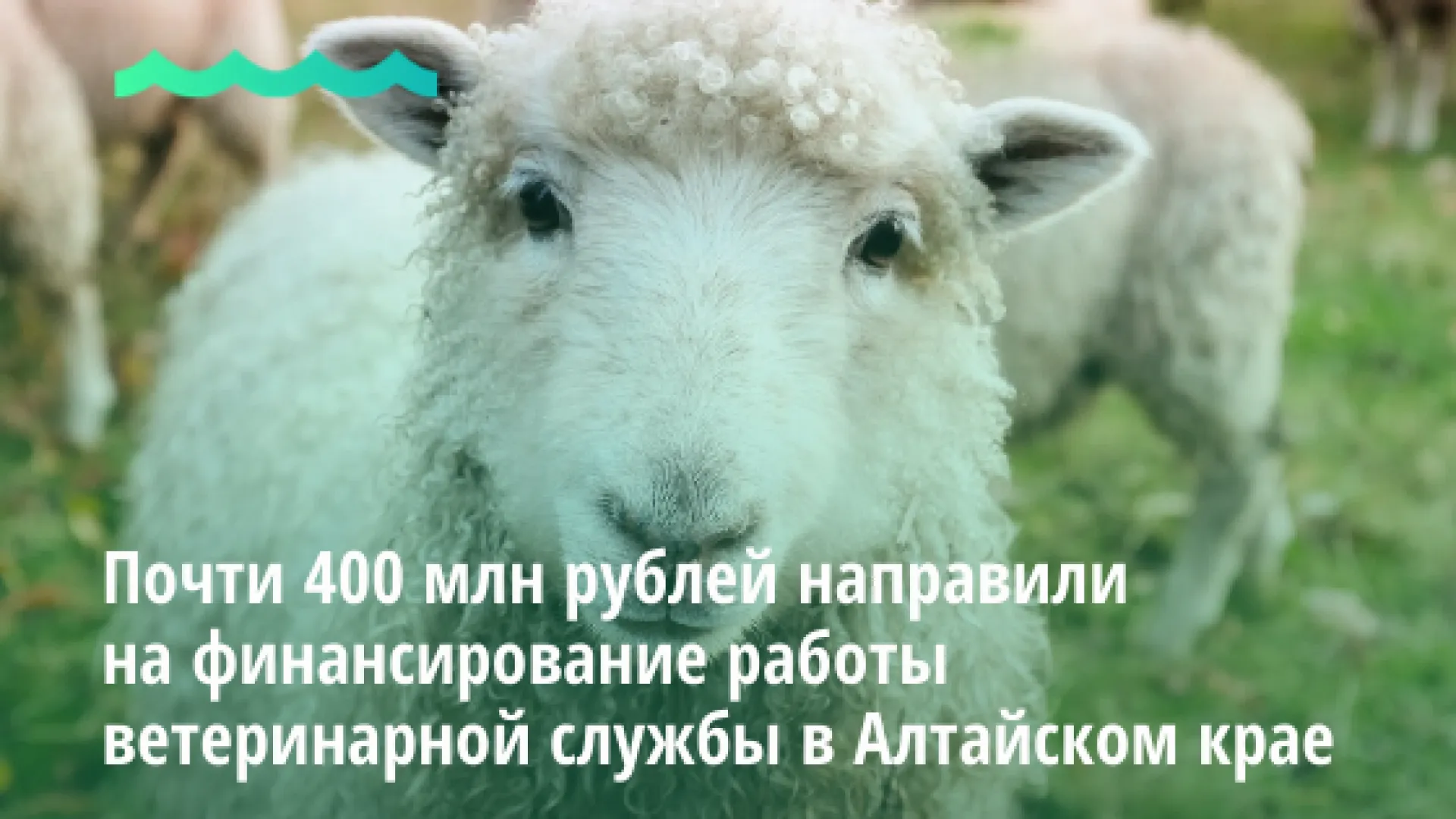 Почти 400 млн рублей направили на финансирование работы ветеринарной службы в Алтайском крае Почти 400 млн рублей направили на финансирование работы ветеринарной службы в Алтайском крае