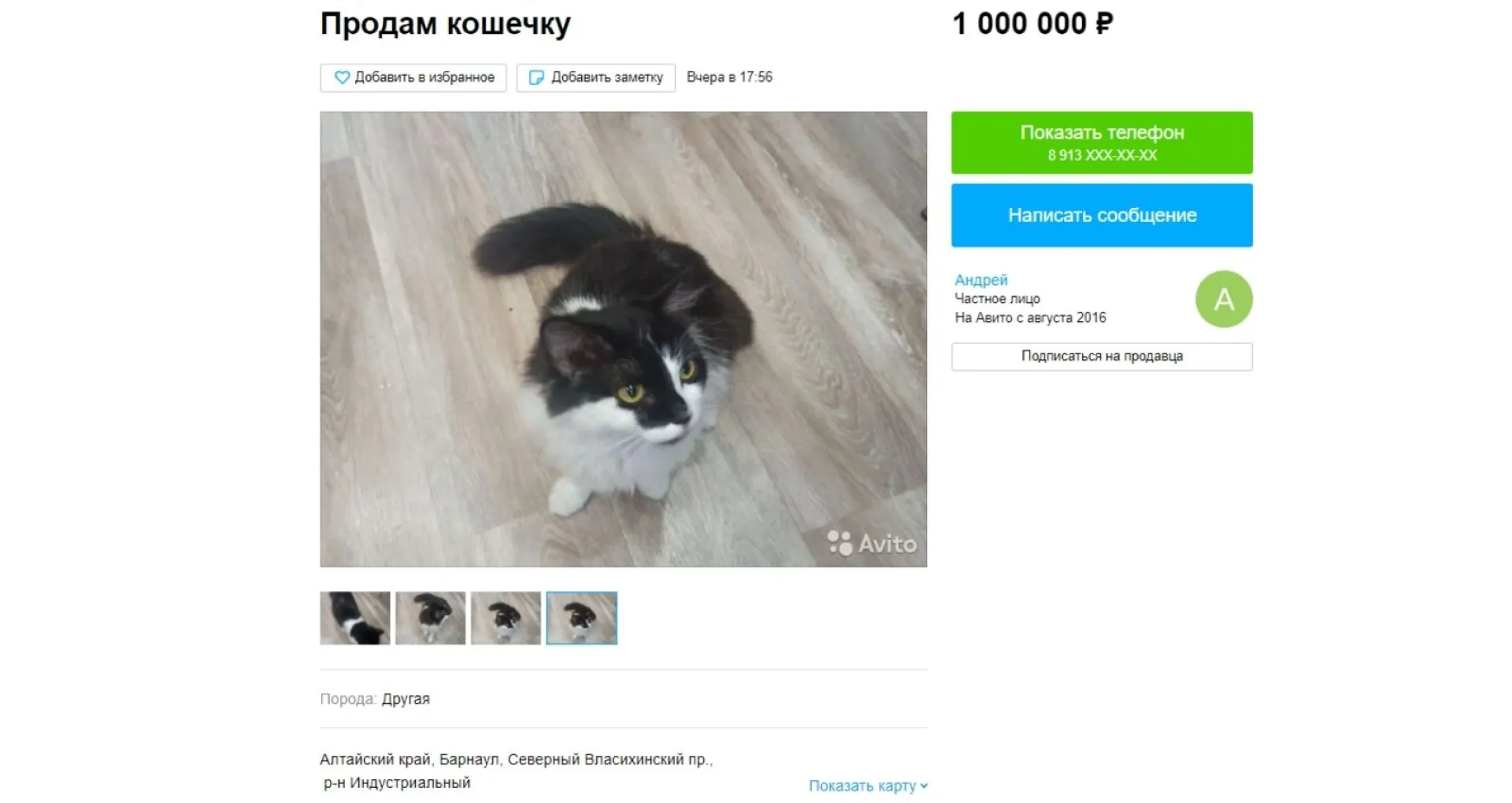 В Барнауле выставили на продажу кошечку за миллион рублей В Барнауле выставили на продажу кошечку за миллион рублей