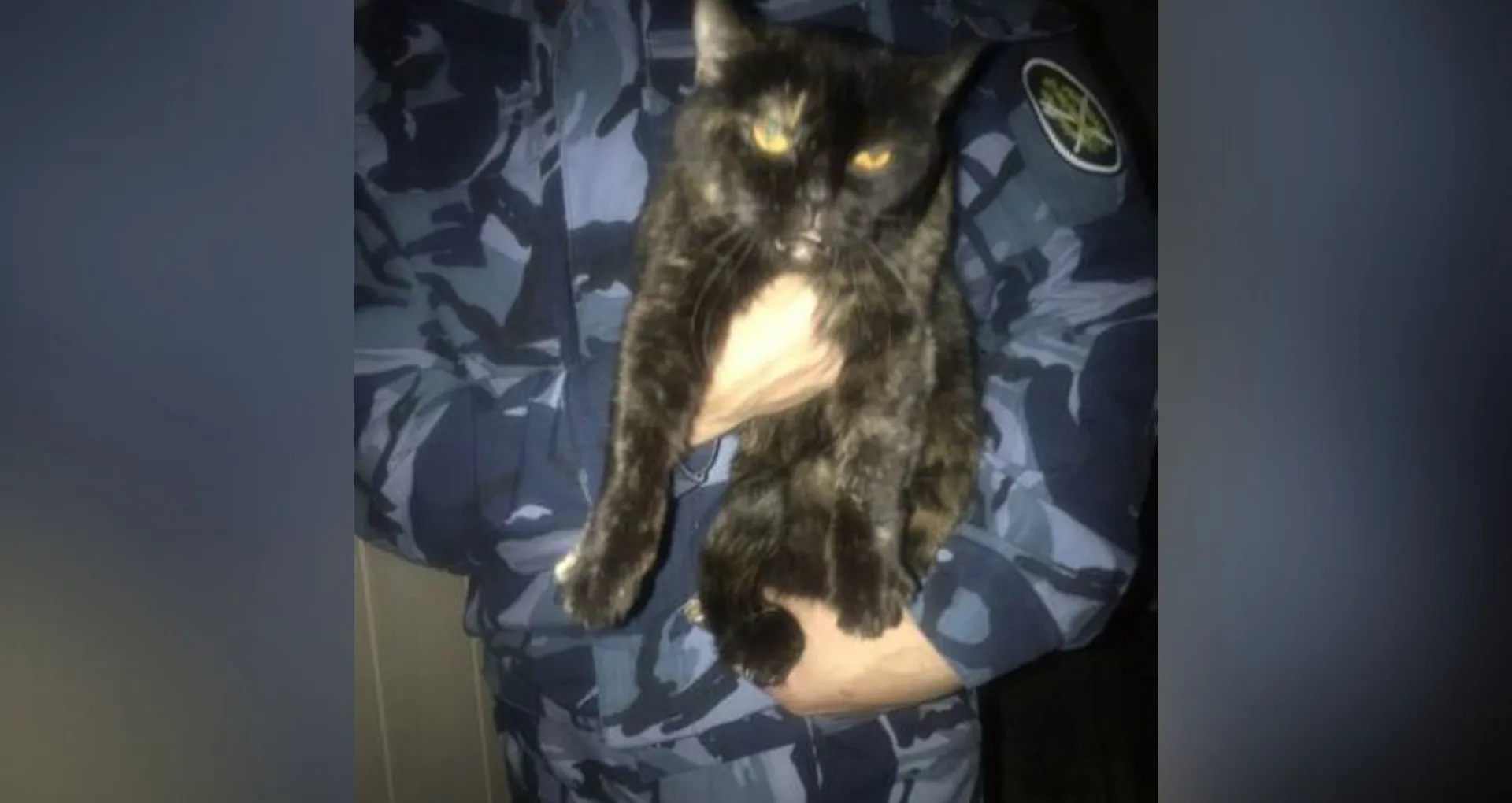 В исправительной колонии поймали кота, который пытался пронести наркотики В исправительной колонии поймали кота, который пытался пронести наркотики