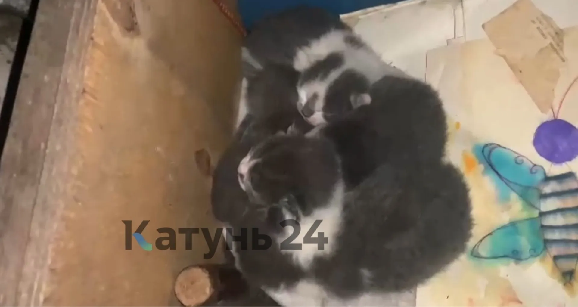 Барнаульская пенсионерка приютила бездомных котов в подвале жилого дома Барнаульская пенсионерка приютила бездомных котов в подвале жилого дома