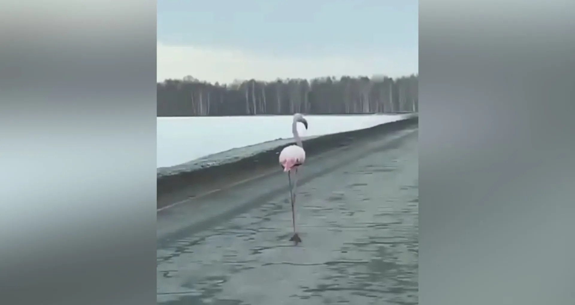 Водители заметили под Тюменью фламинго Водители заметили под Тюменью фламинго