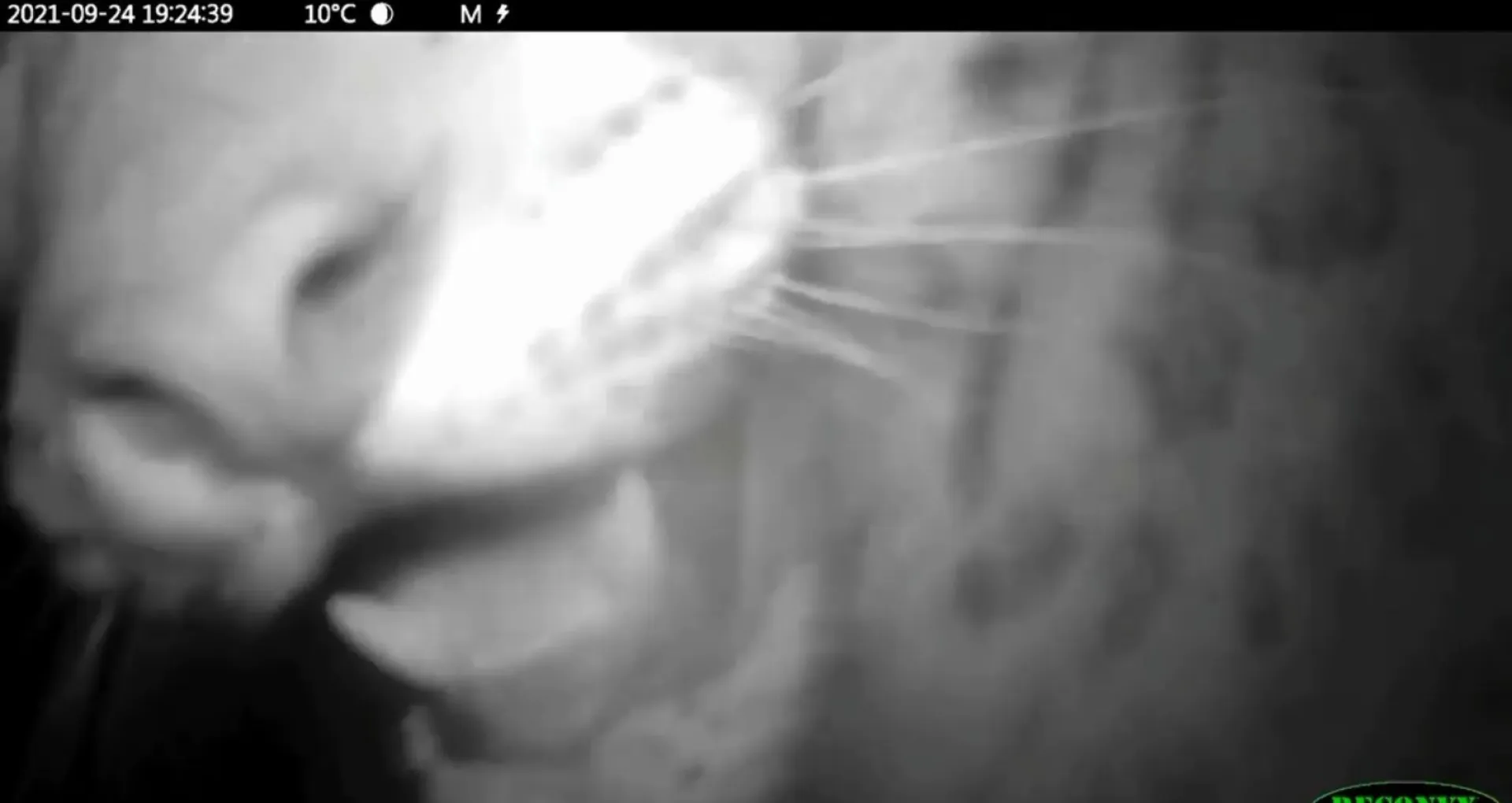 Котята снежного барса поиграли с фотоловушкой в Саяно-Шушенском заповеднике