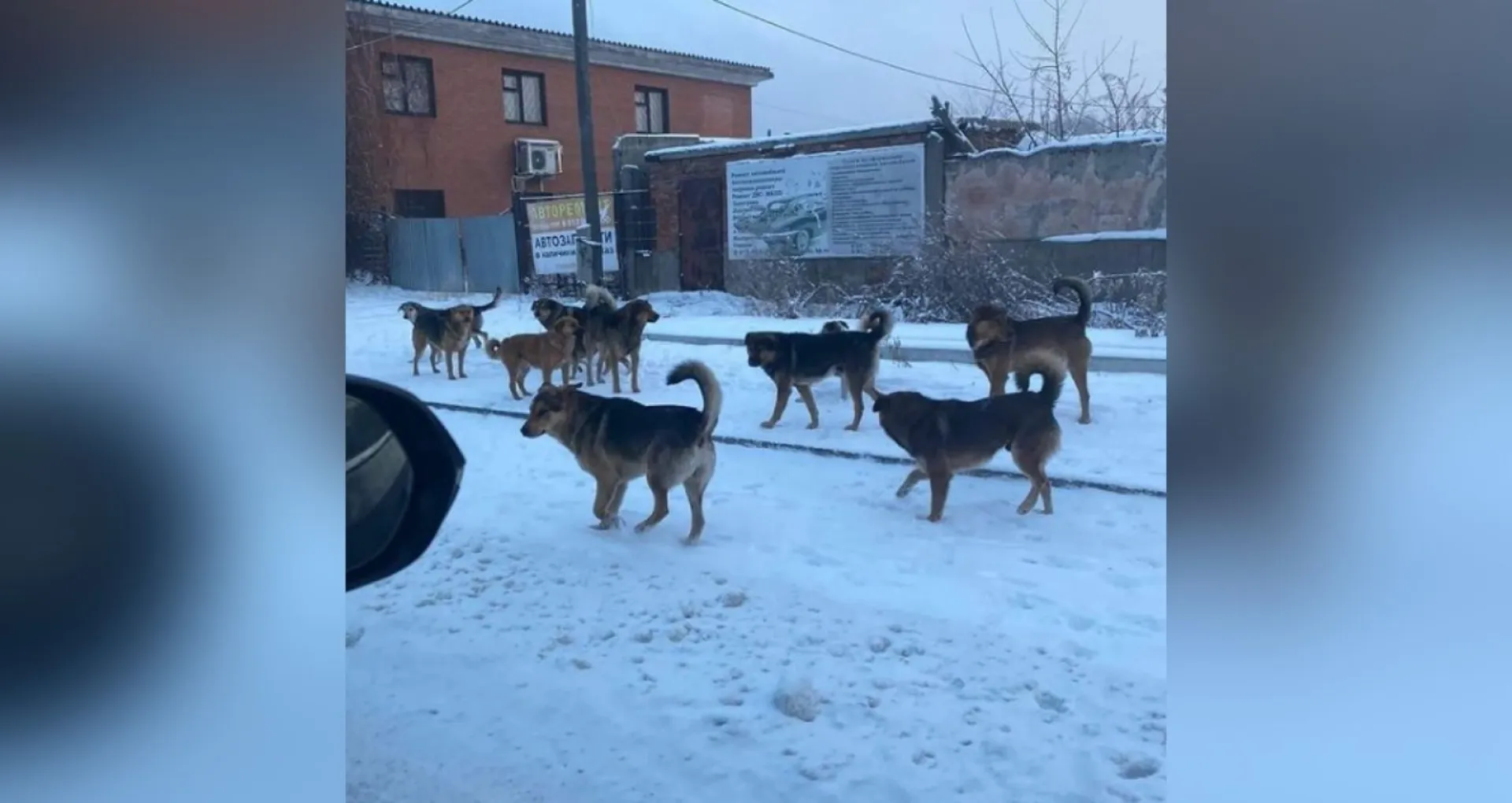 Жители алтайских городов жалуются на своры бездомных собак Жители алтайских городов жалуются на своры бездомных собак