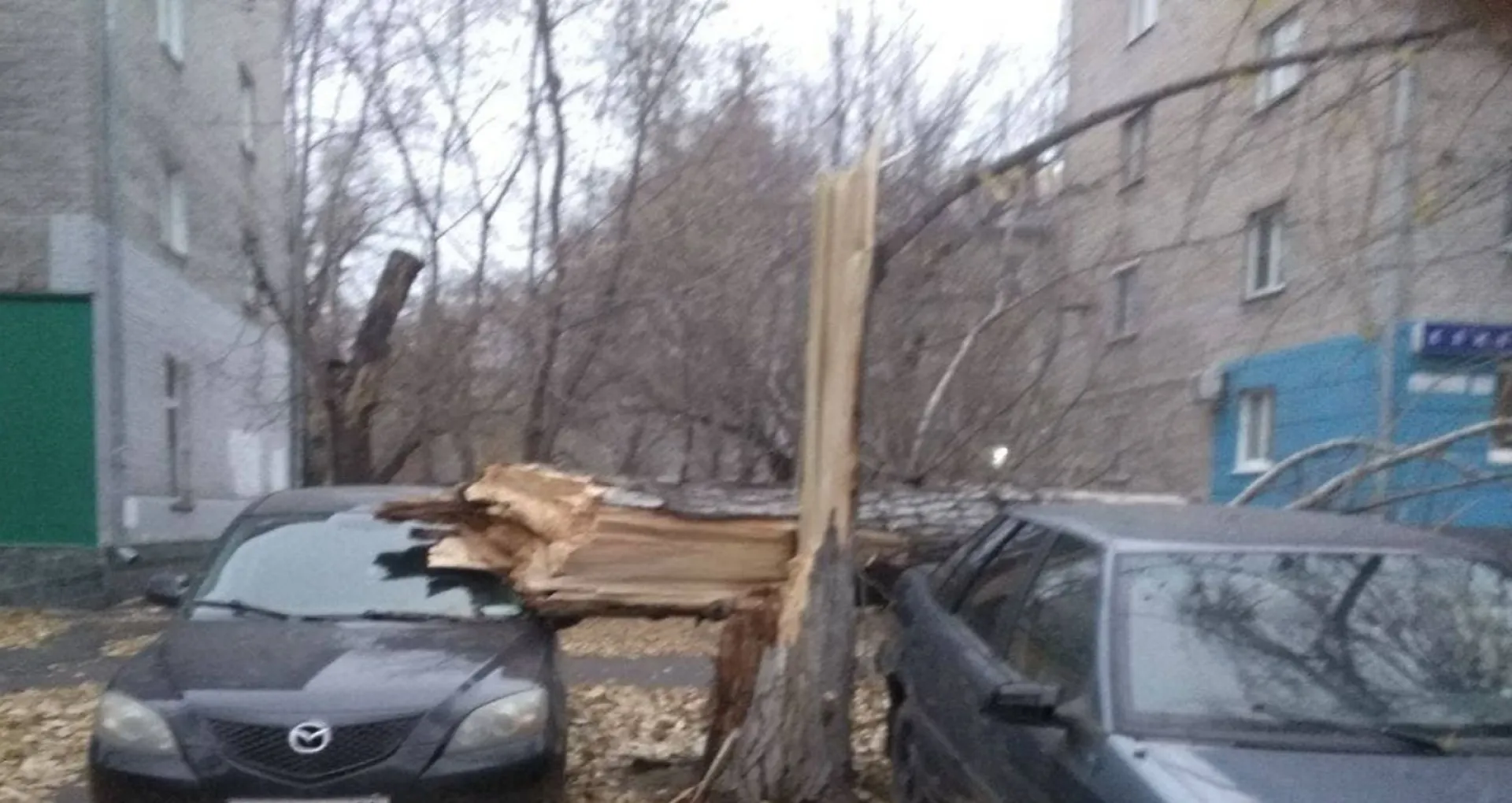 В Барнауле штормовой ветер повалил дерево на припаркованные автомобили В Барнауле штормовой ветер повалил дерево на припаркованные автомобили