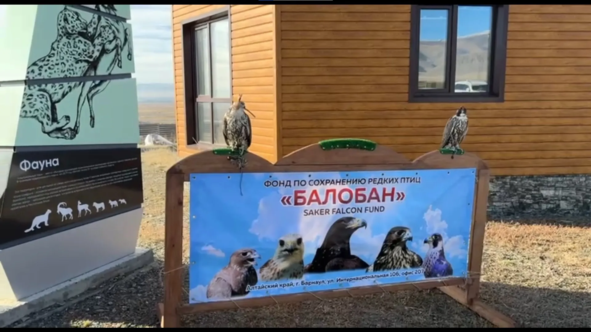 На Алтае двух краснокнижных балобанов, изъятых у браконьера почти год назад, вернули в дикую природу На Алтае двух краснокнижных балобанов, изъятых у браконьера почти год назад, вернули в дикую природу