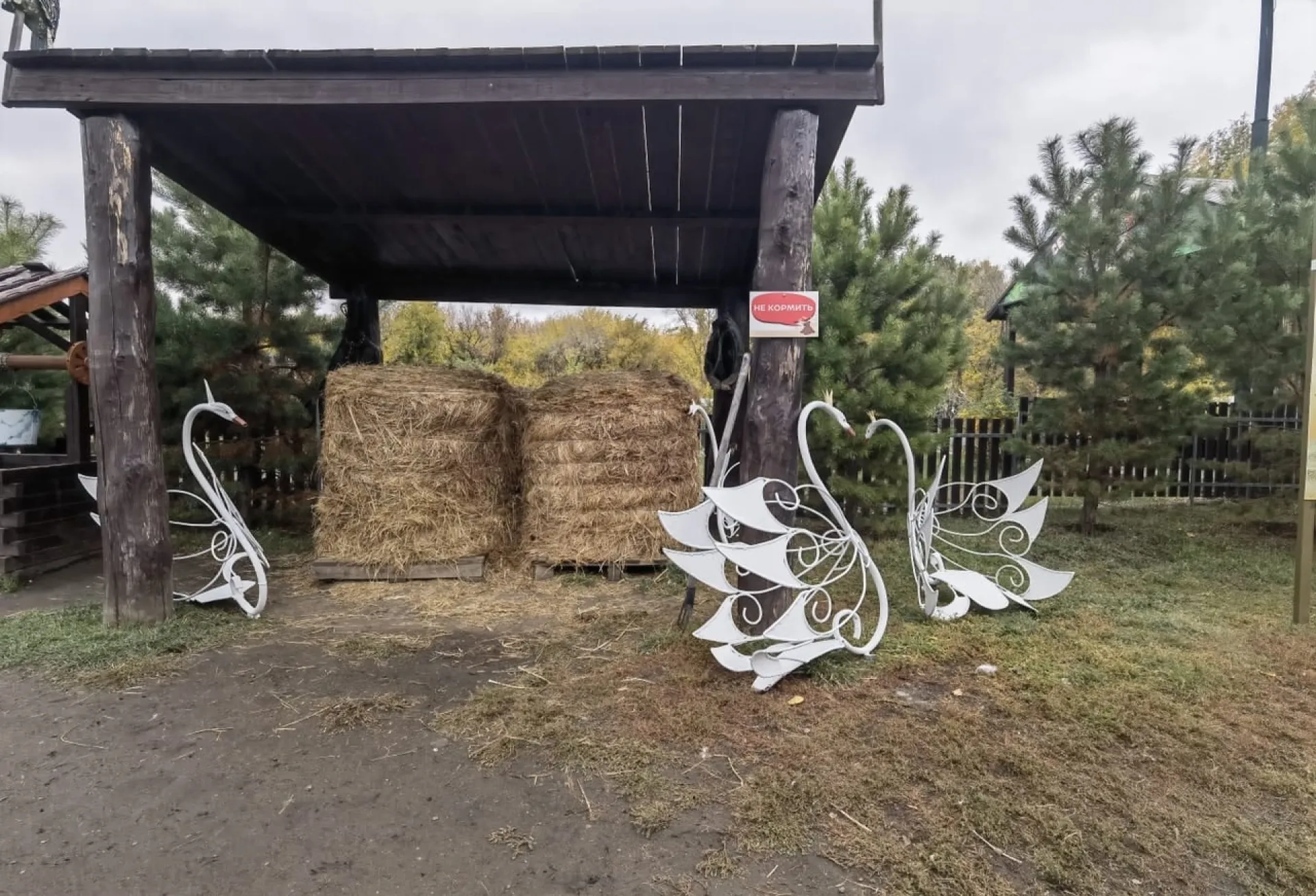 «С моста на проспекте Ленина на зимовку»: в барнаульском зоопарке появились белые лебеди «С моста на проспекте Ленина на зимовку»: в барнаульском зоопарке появились белые лебеди