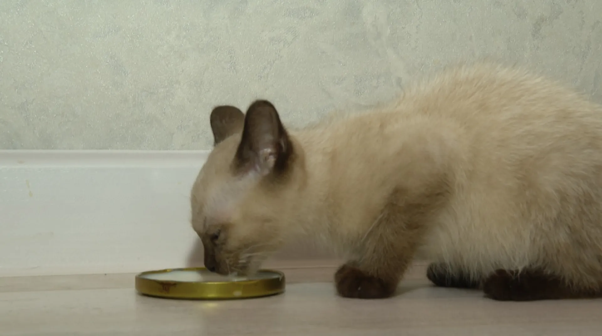 Котенка спасли при пожаре в одном из сёл Алтайского края Котенка спасли при пожаре в одном из сёл Алтайского края