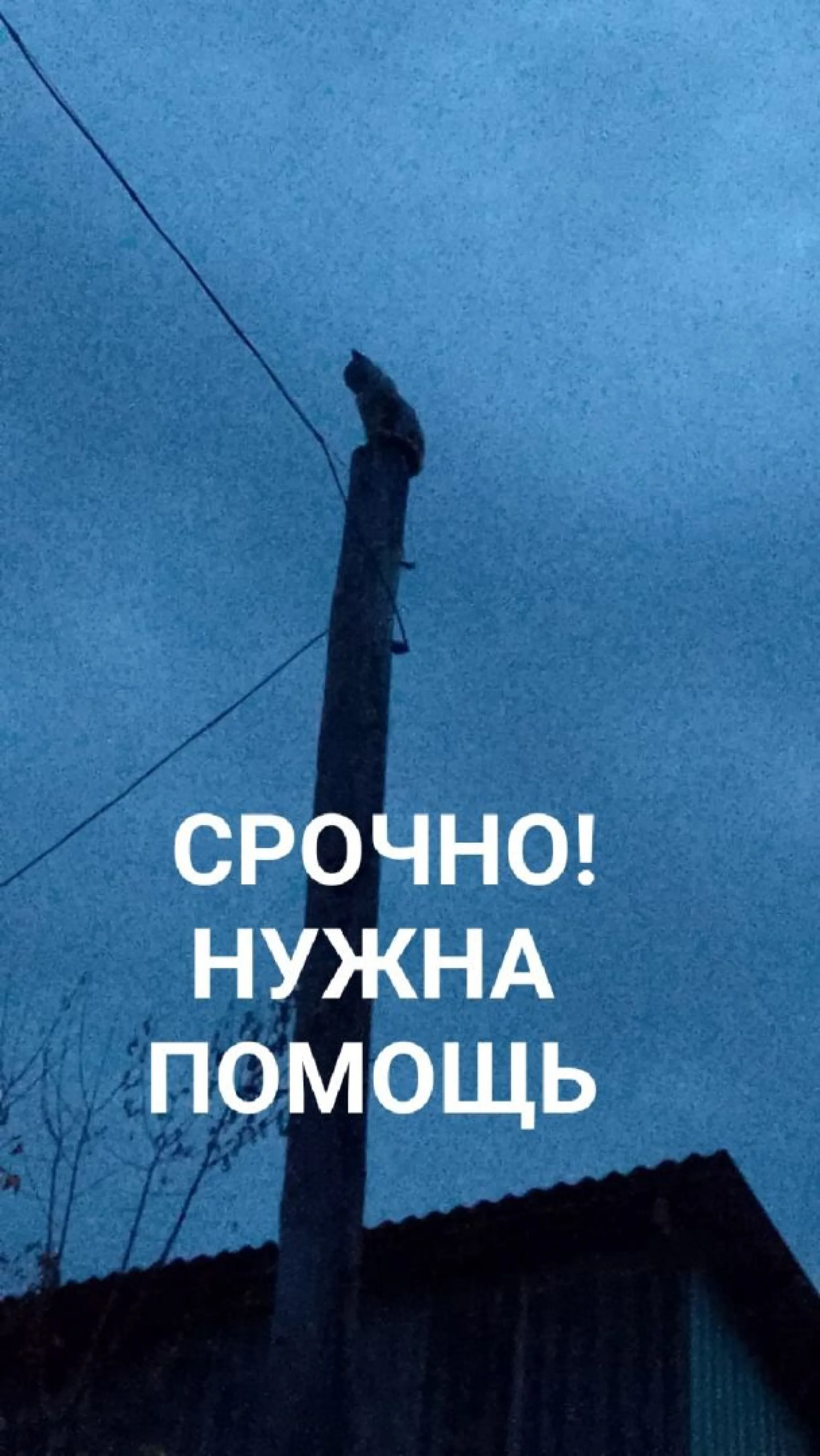 Застрявшего на электрическом столбе кота спасли в Бийске Застрявшего на электрическом столбе кота спасли в Бийске