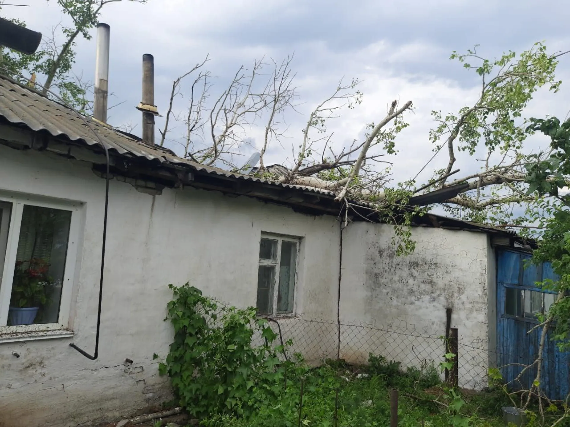 Сильный ветер и град повалили деревья в Шипуновском районе Сильный ветер и град повалили деревья в Шипуновском районе